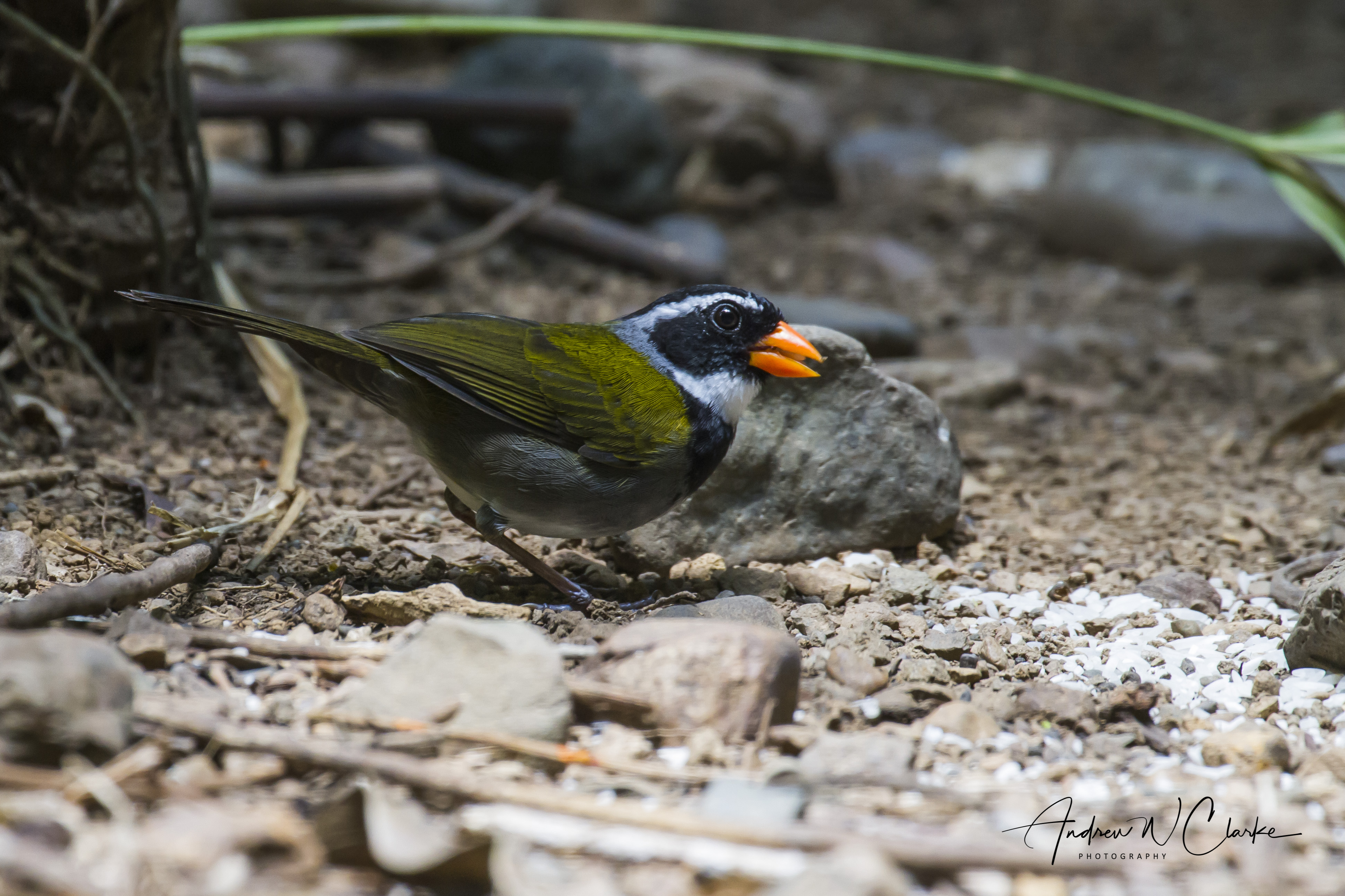 Orange-billed Sparrow