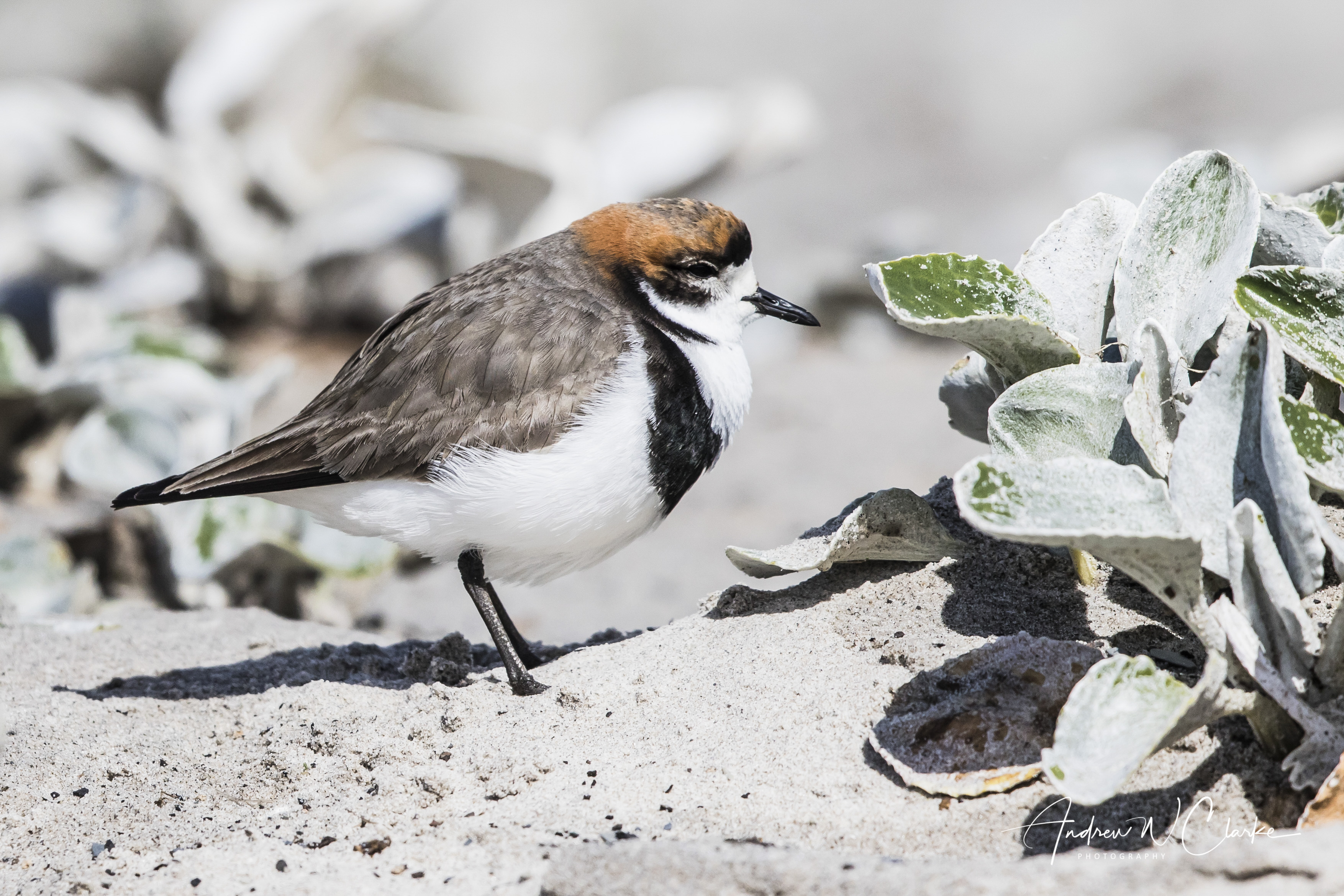 Two-banded Plover