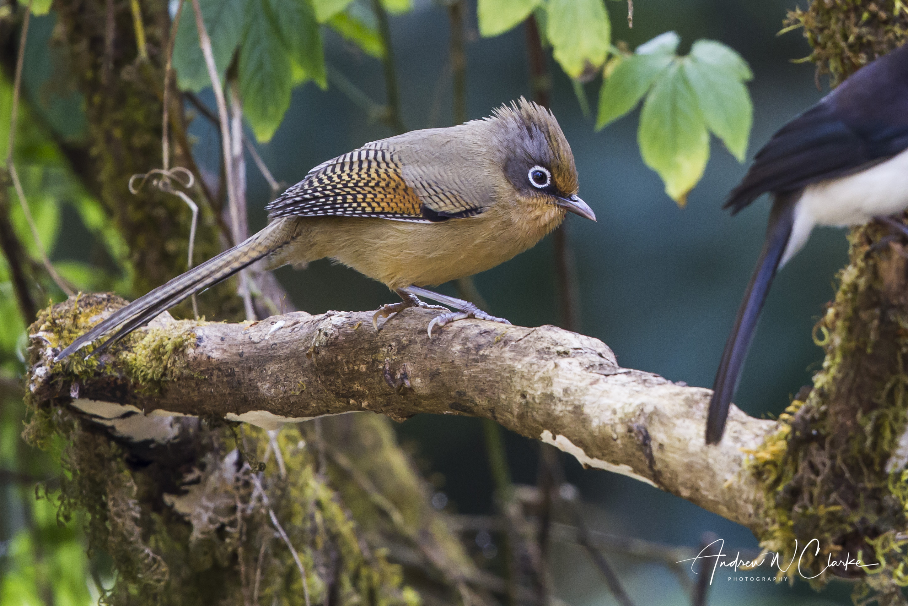 Spectacled Barwing