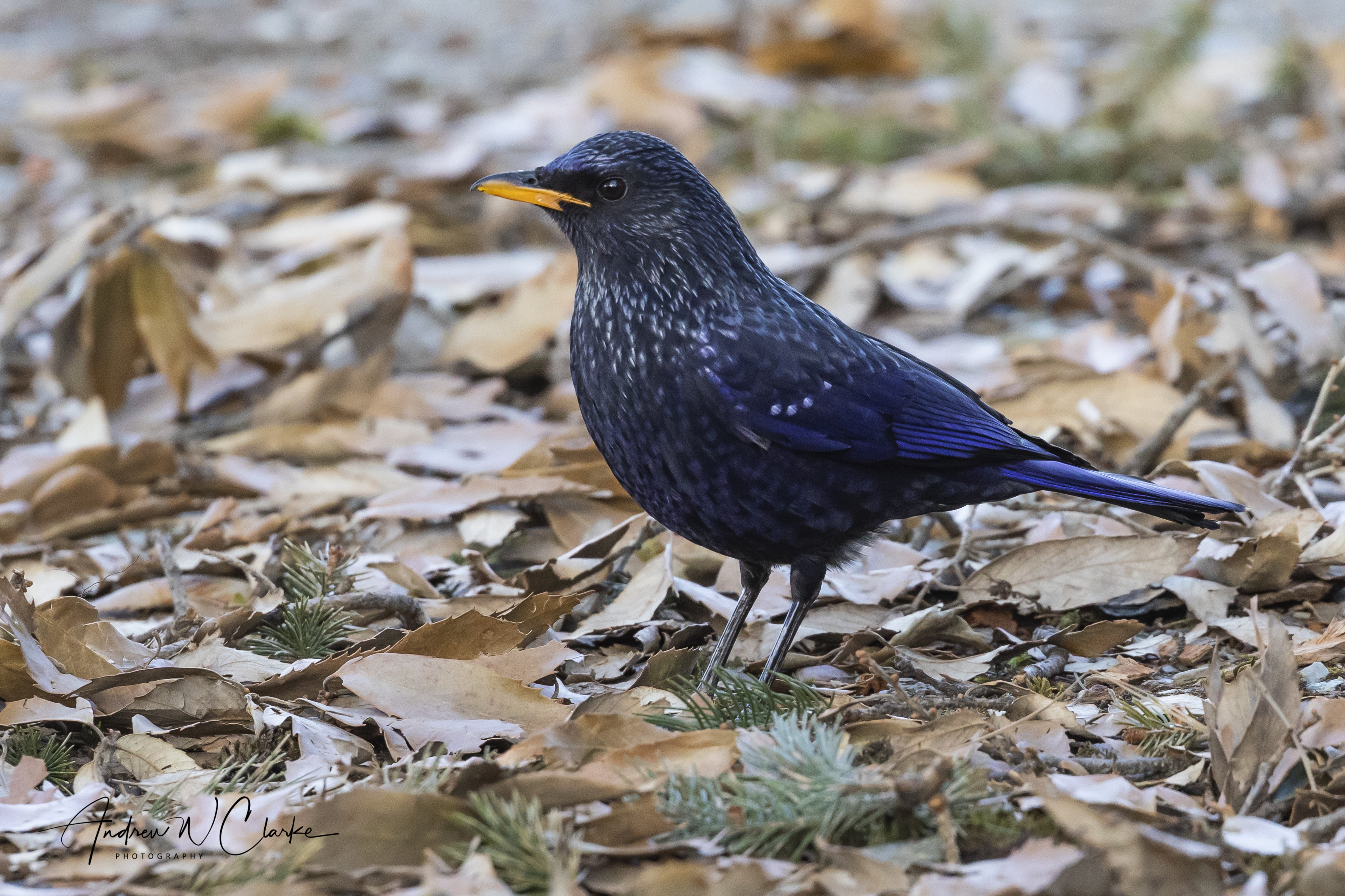 Blue Whistling Thrush
