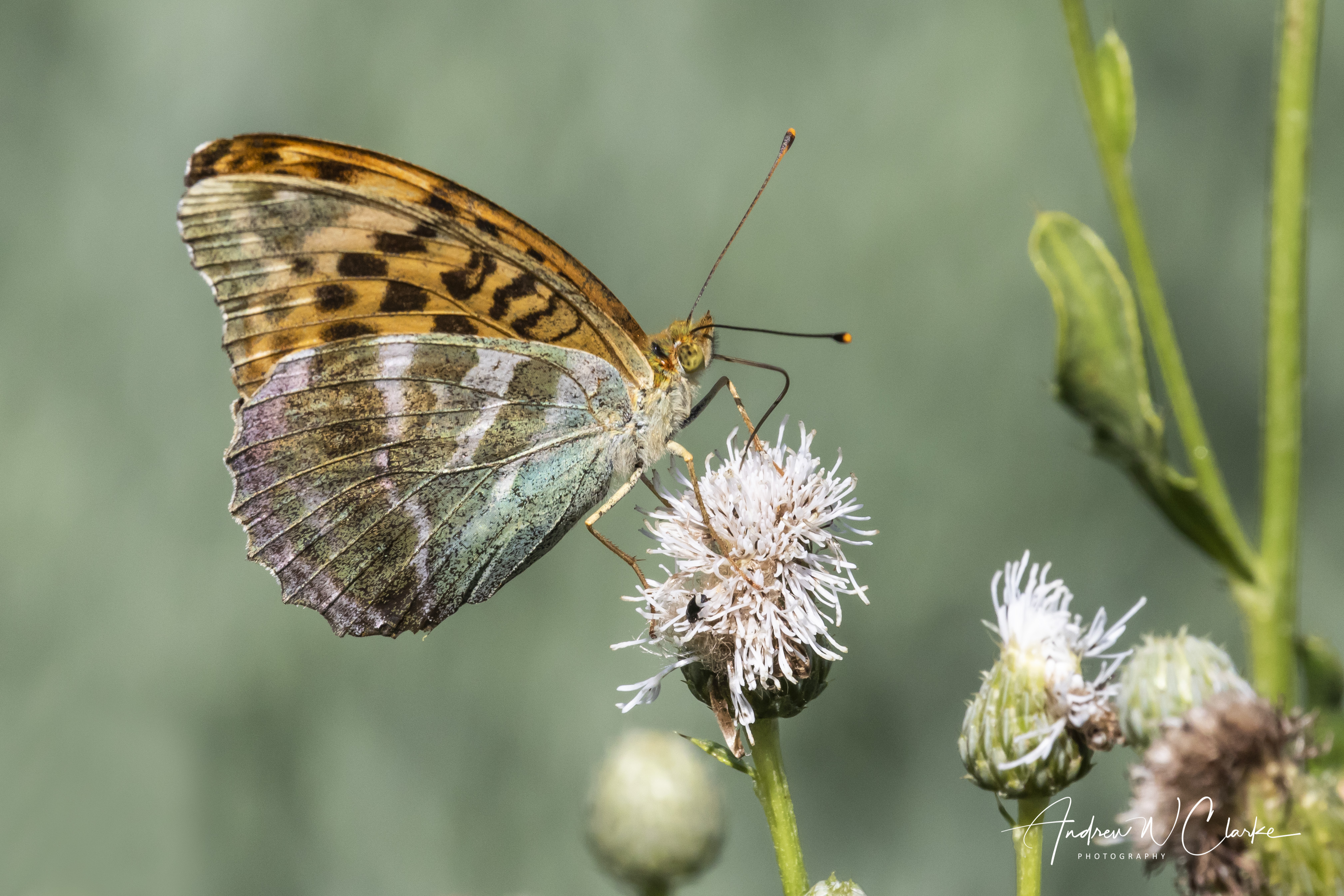 Silver-washed Fritillary