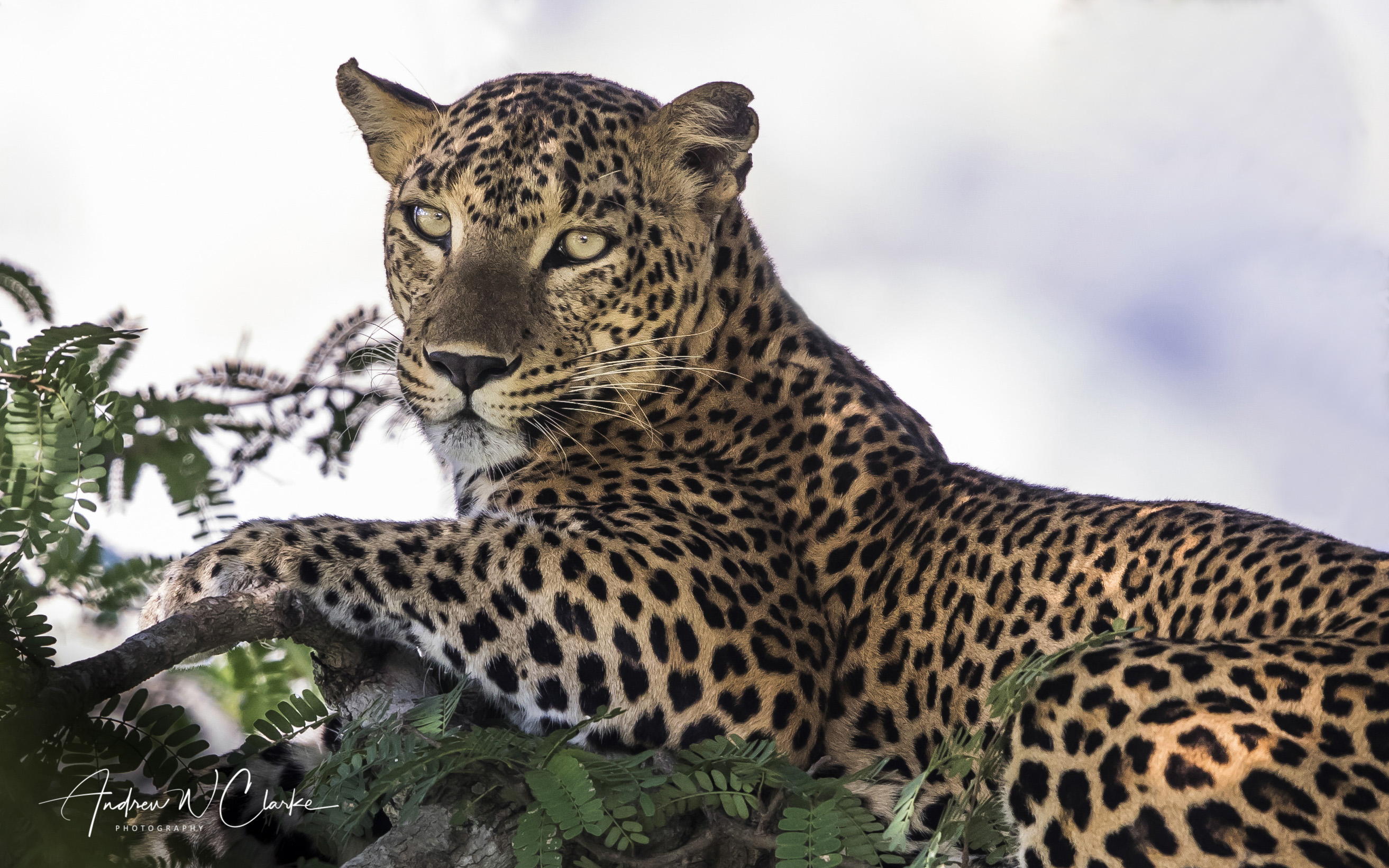 Leopard