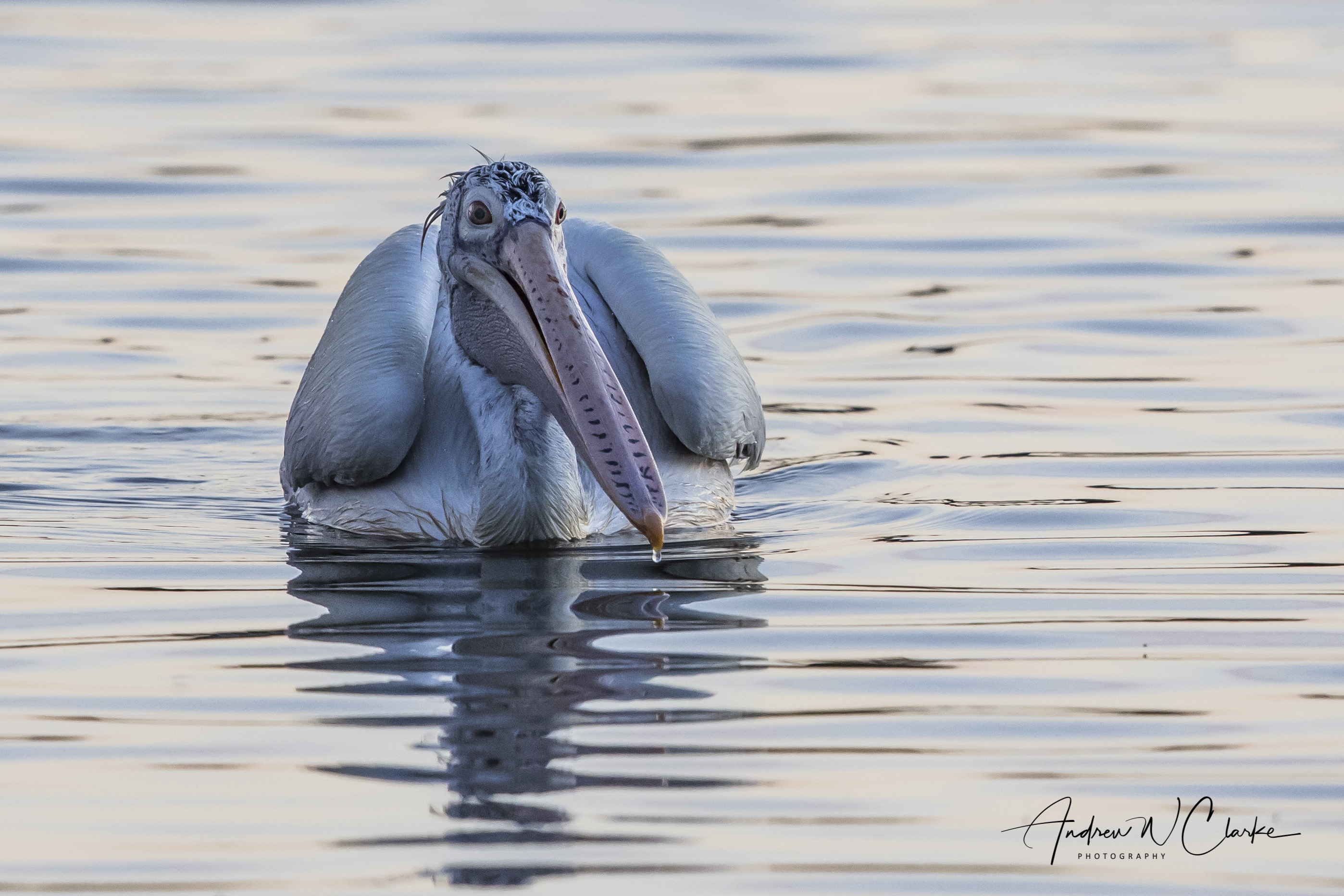 Spot-billed Pelican