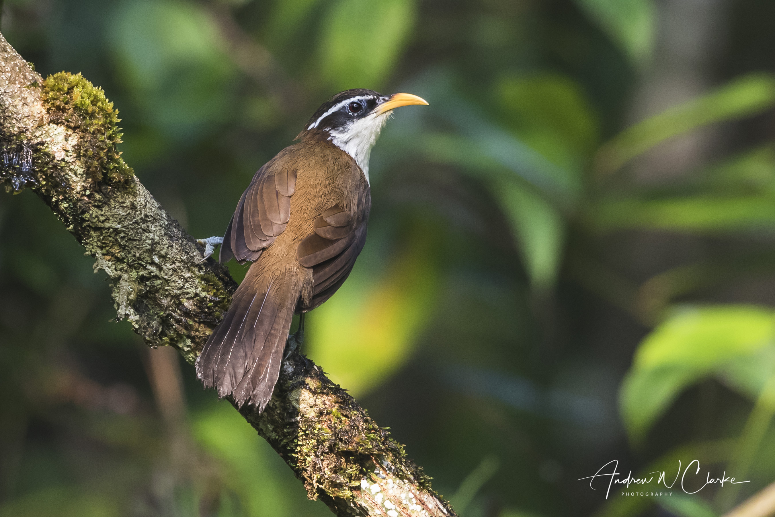 Sri Lanka Scimitar-Babbler