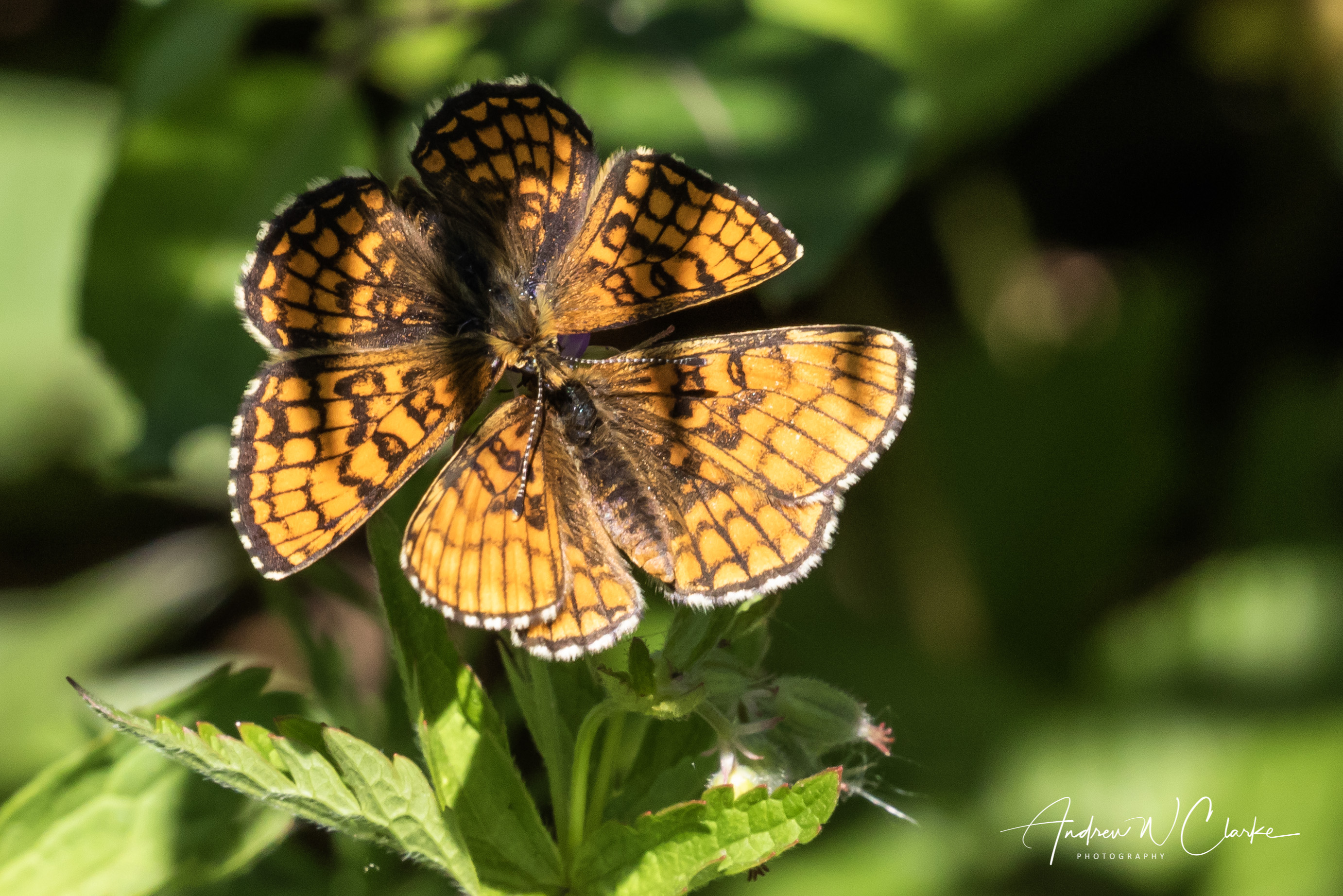 Heath Fritillary