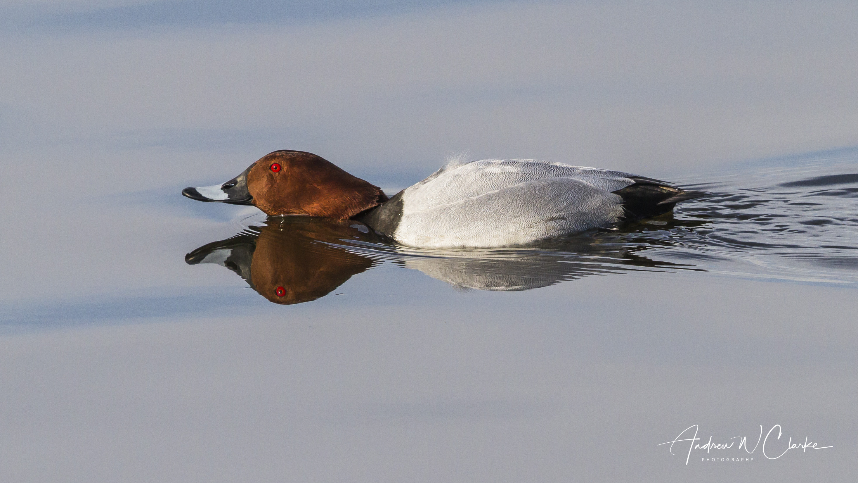 Common Pochard / Taffeland