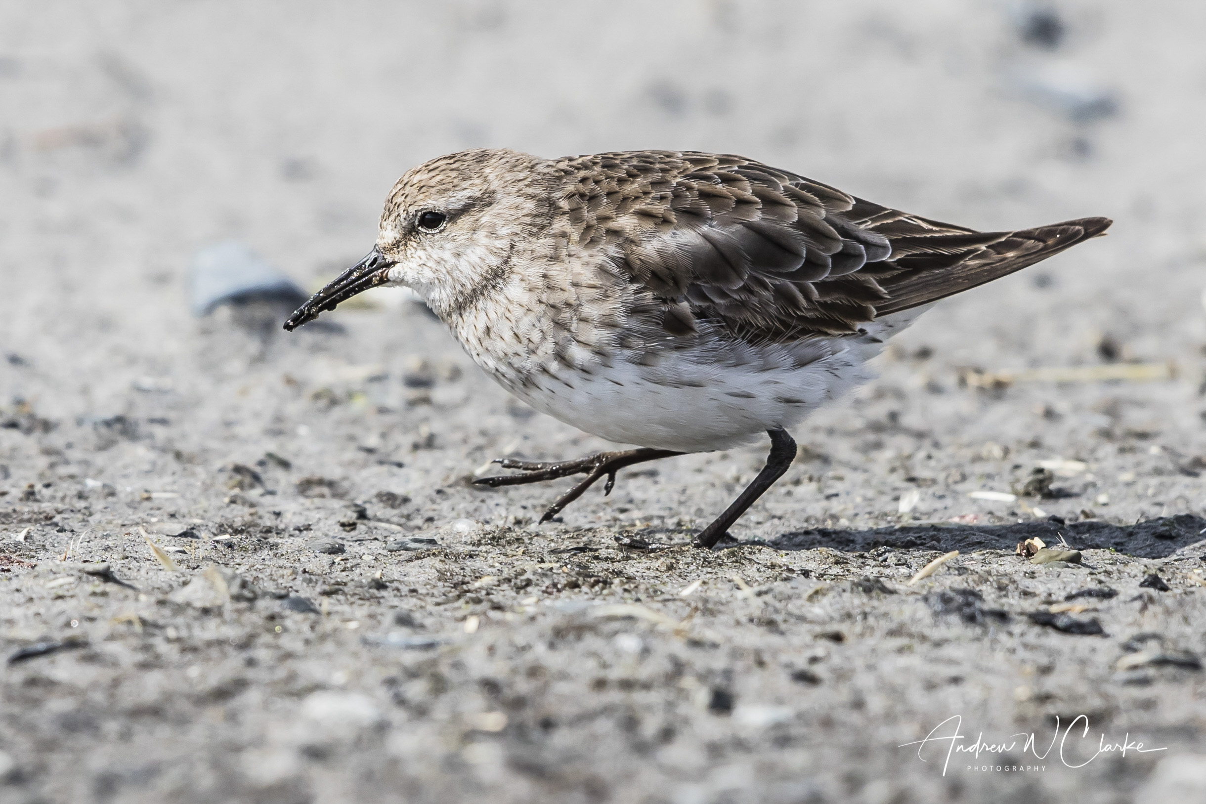 White-rumped Sandpiper