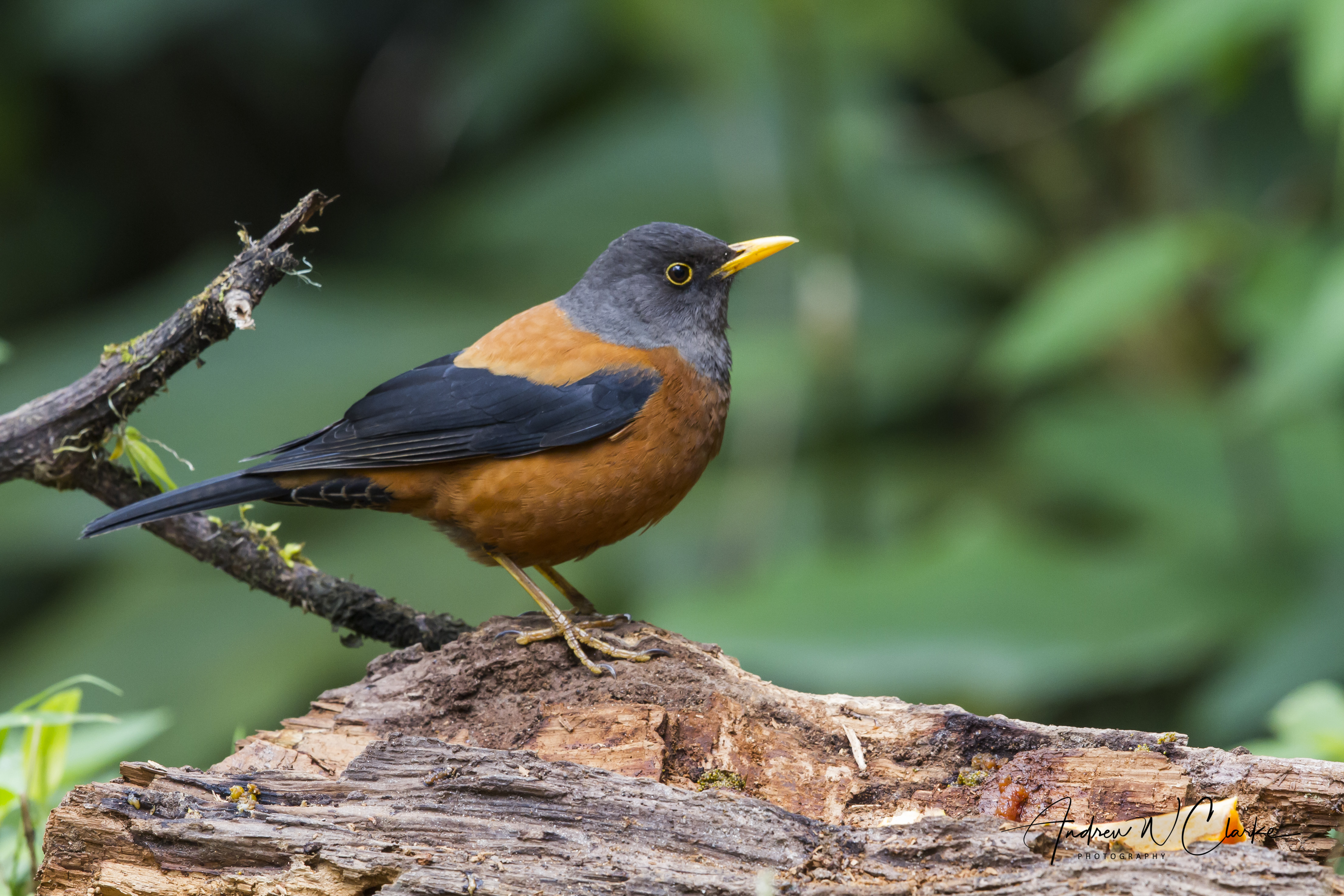 Chestnut Thrush