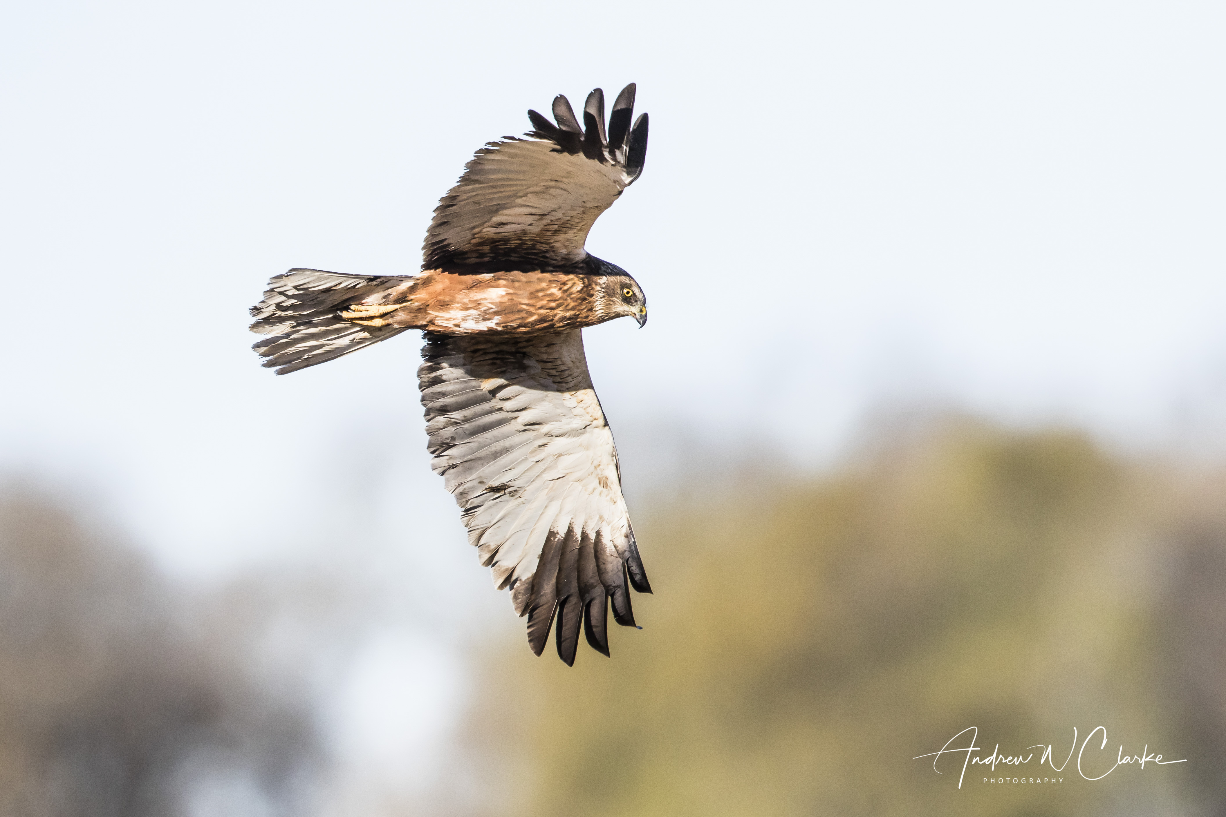 Eurasian Marsh-Harrier / Sivhauk