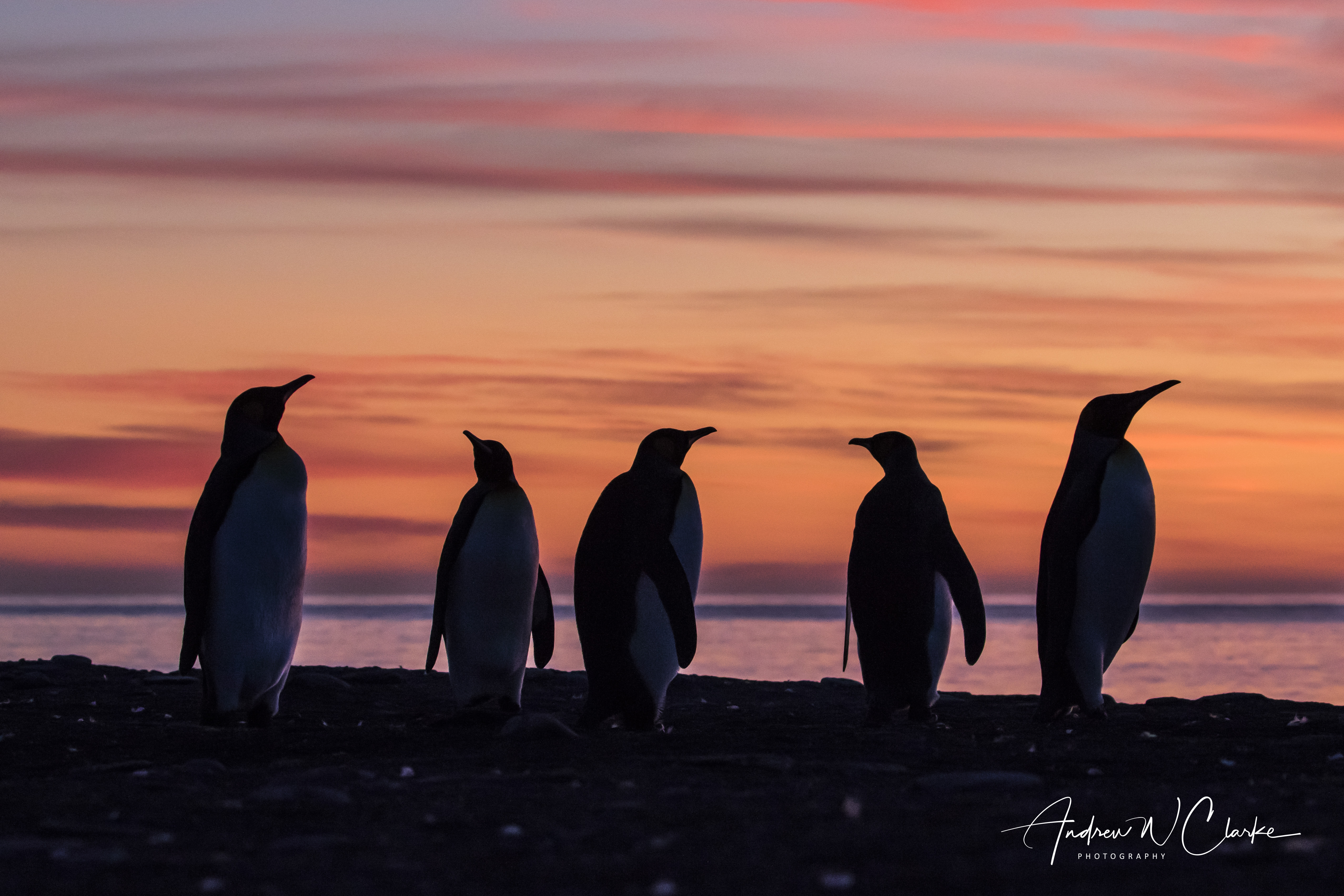 King Penguin