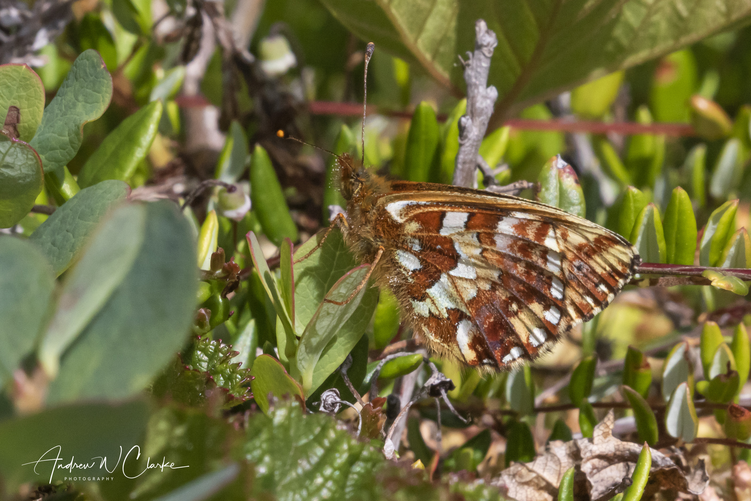 Cranberry Fritillary
