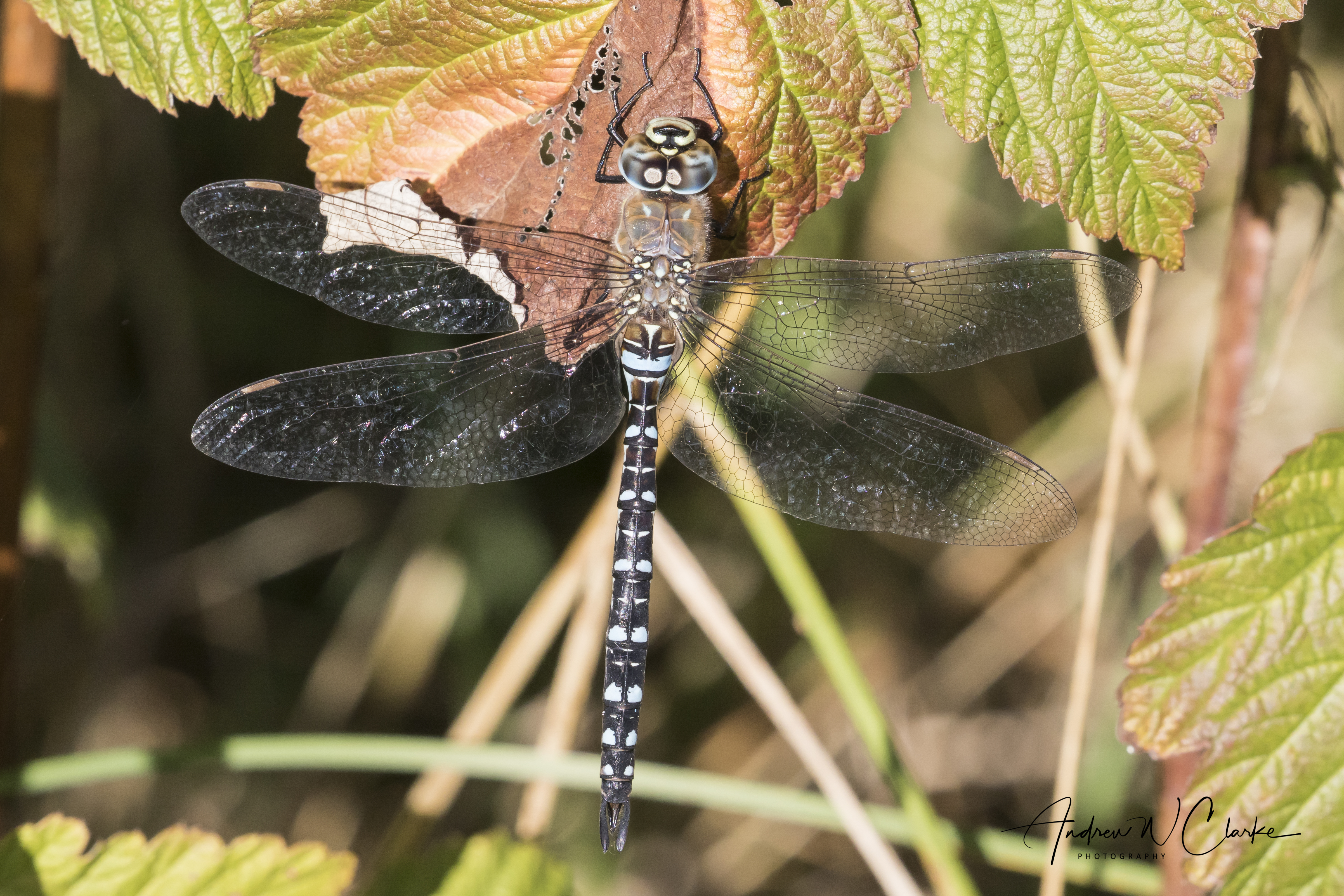 Migrant Hawker
