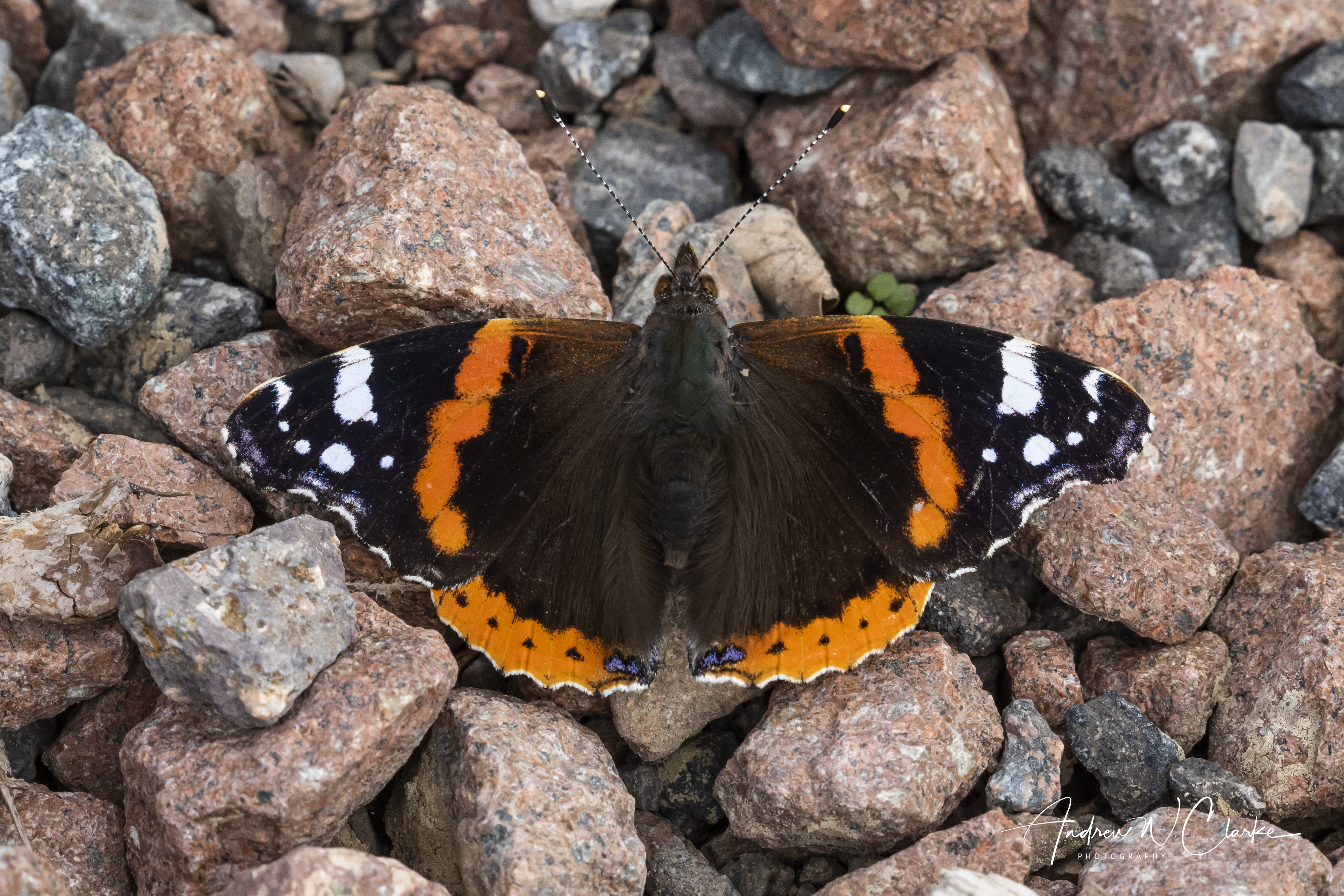 Red Admiral