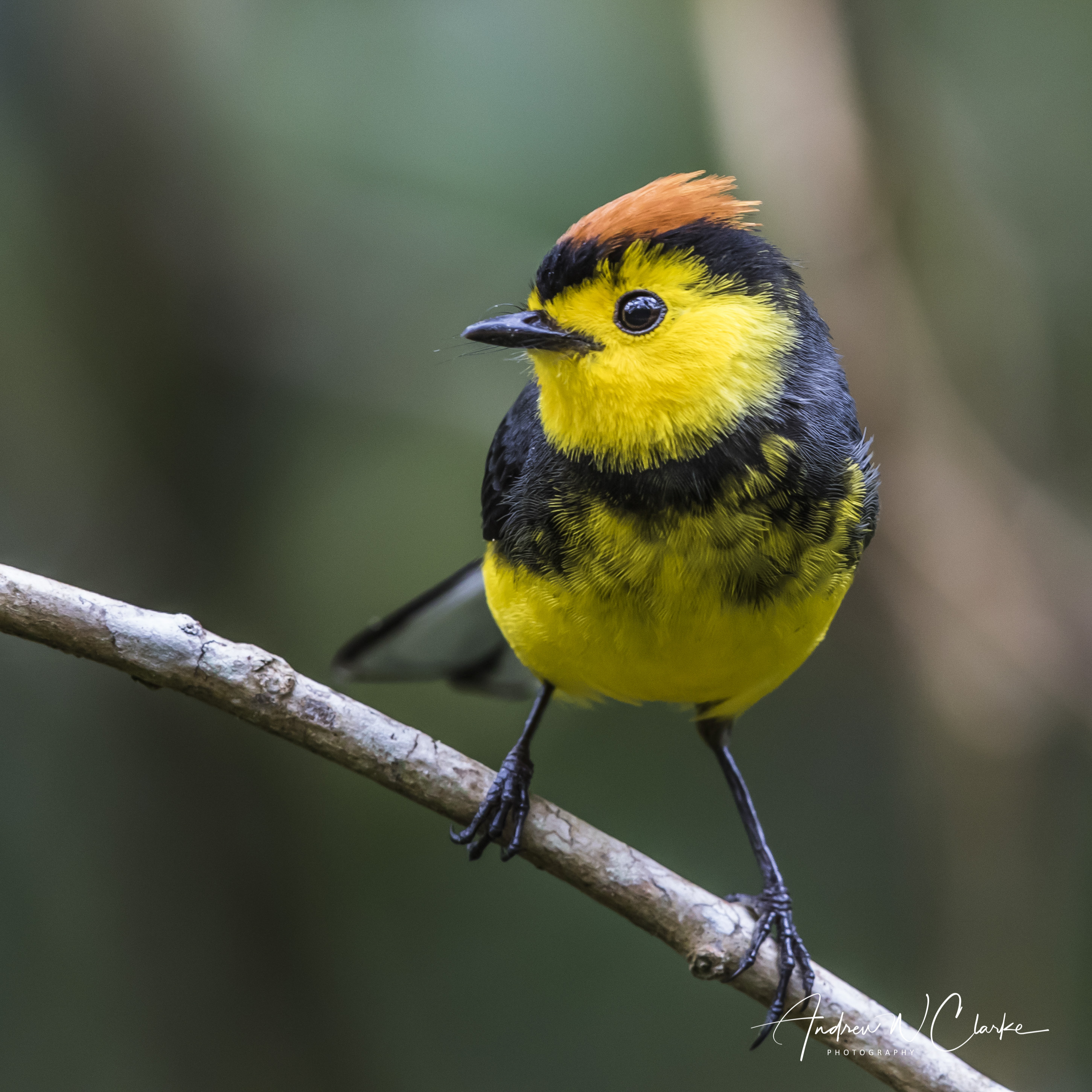 Collared Redstart