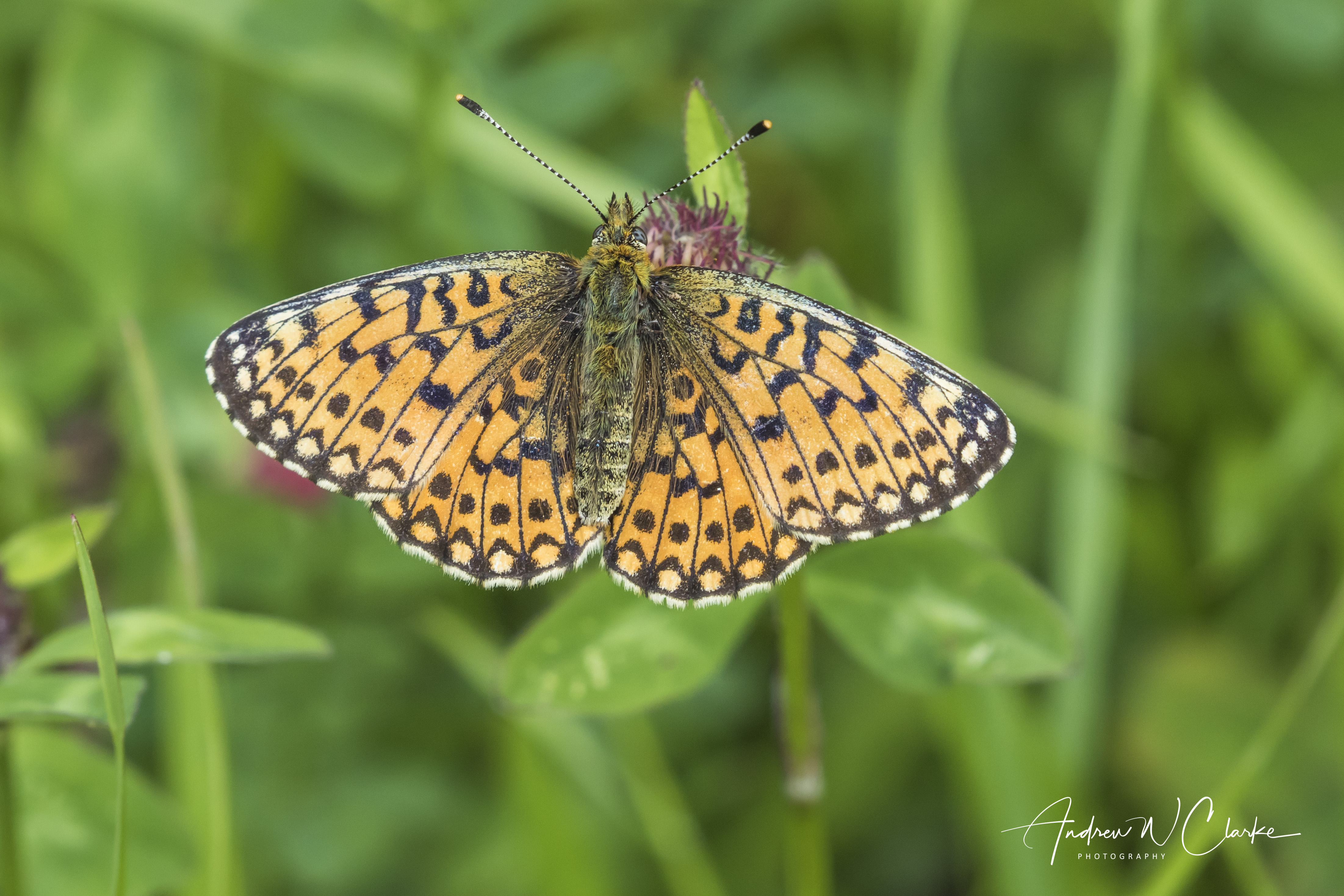 Small Pearl-bordered Fritillary