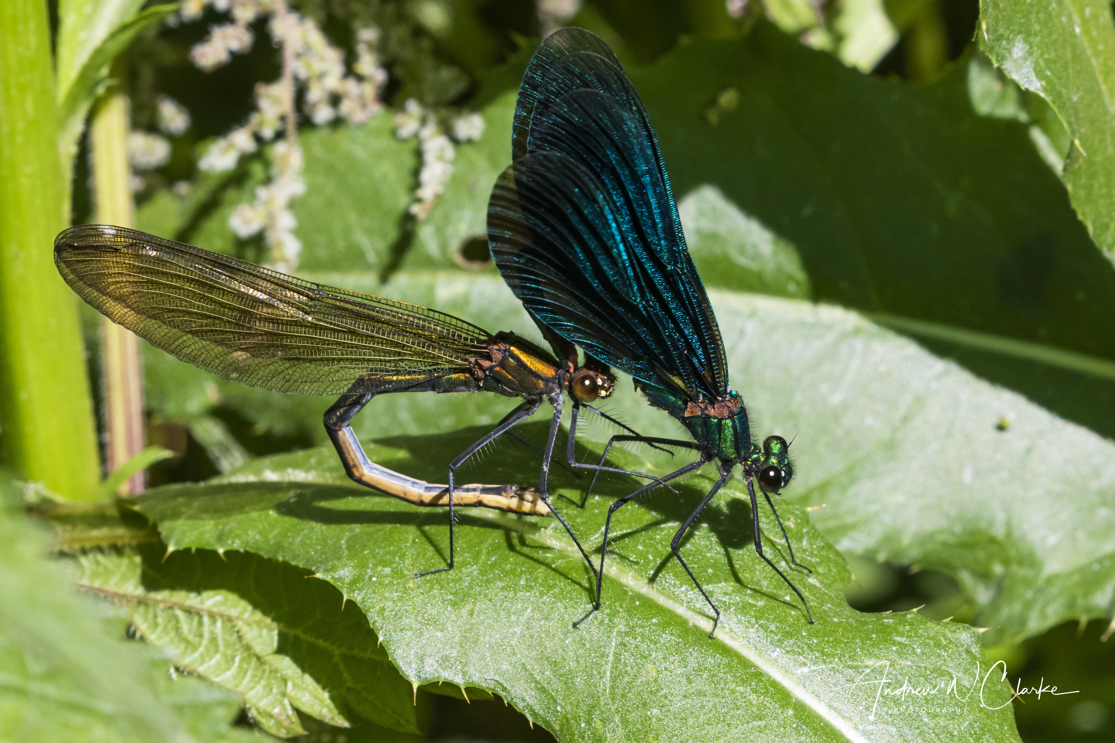 Beautiful Demoiselle