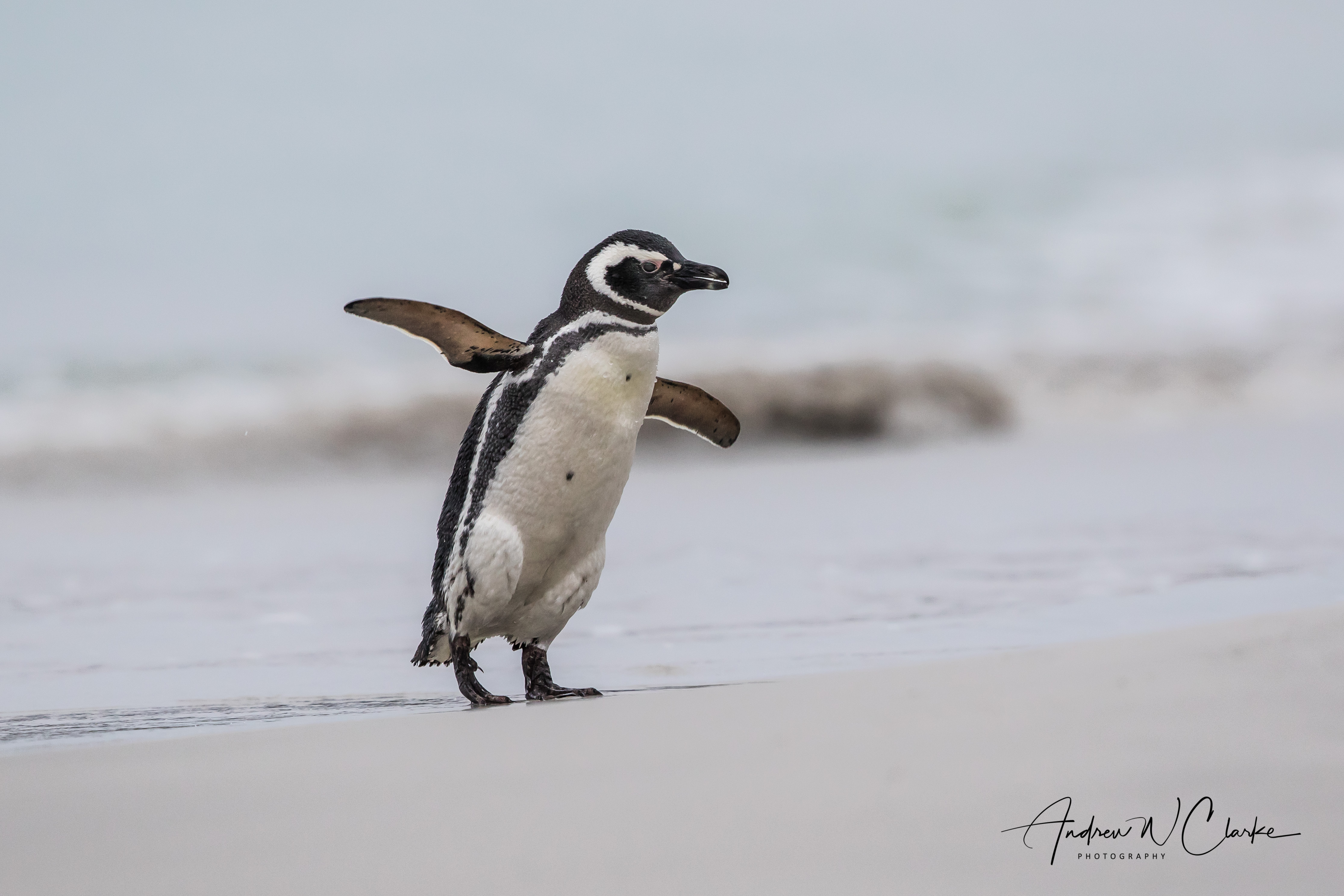 Magallenic Penguin