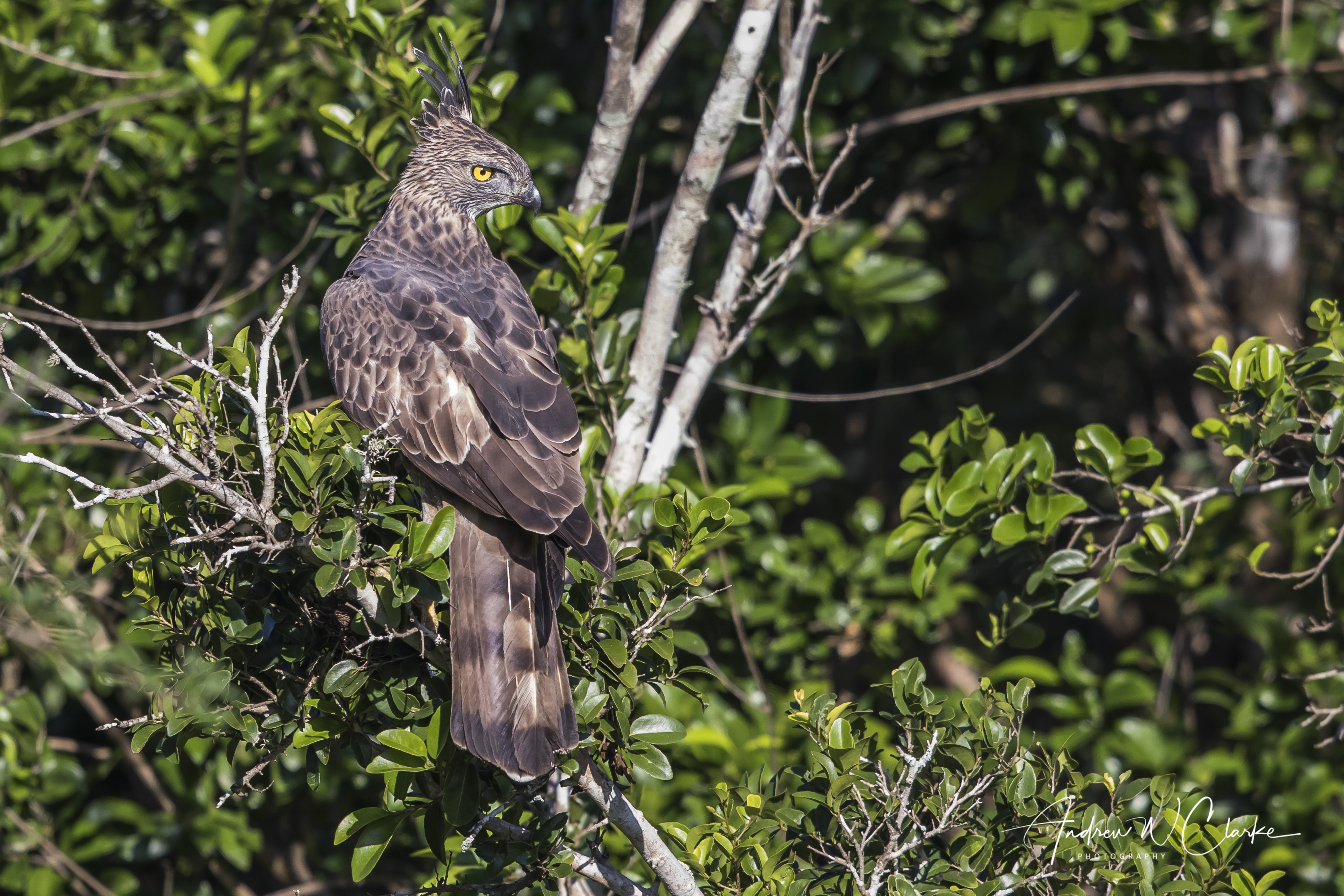 Crested Hawk-Eagle