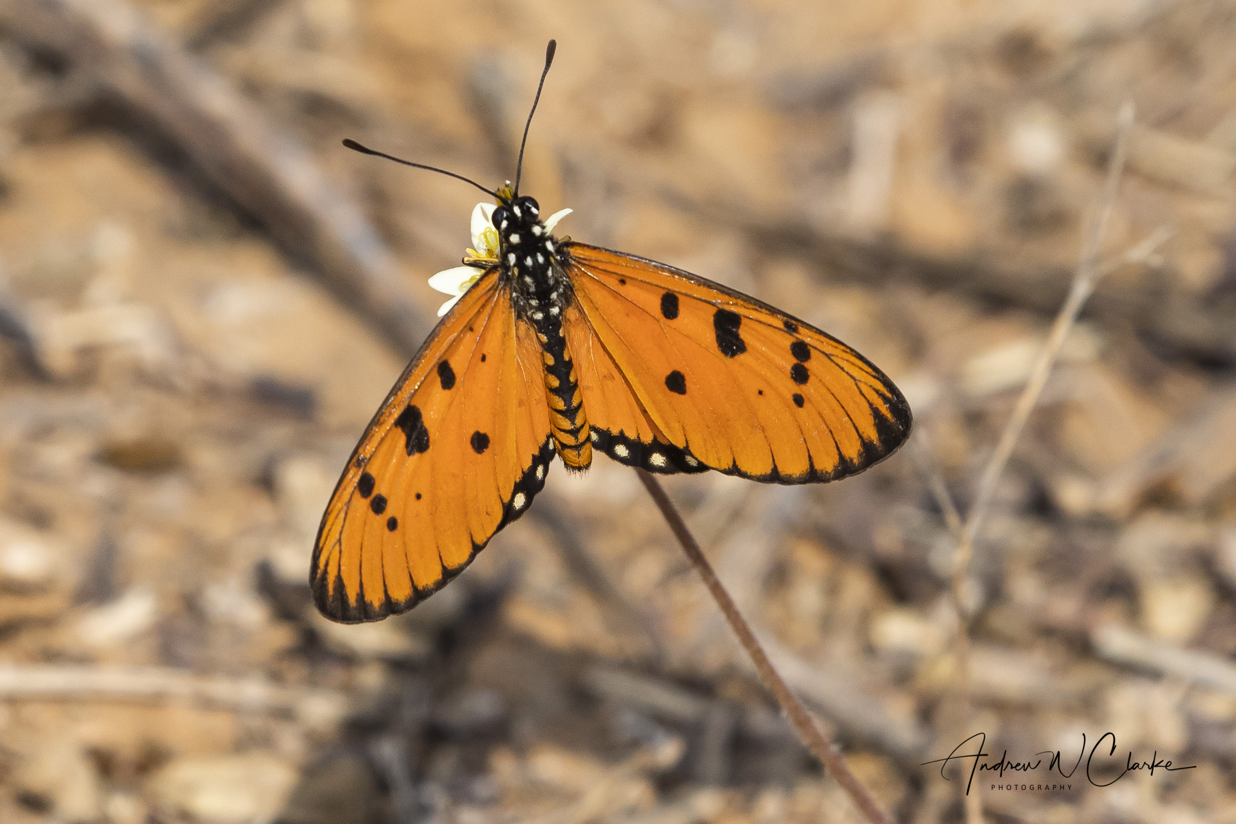 Tawny Coster