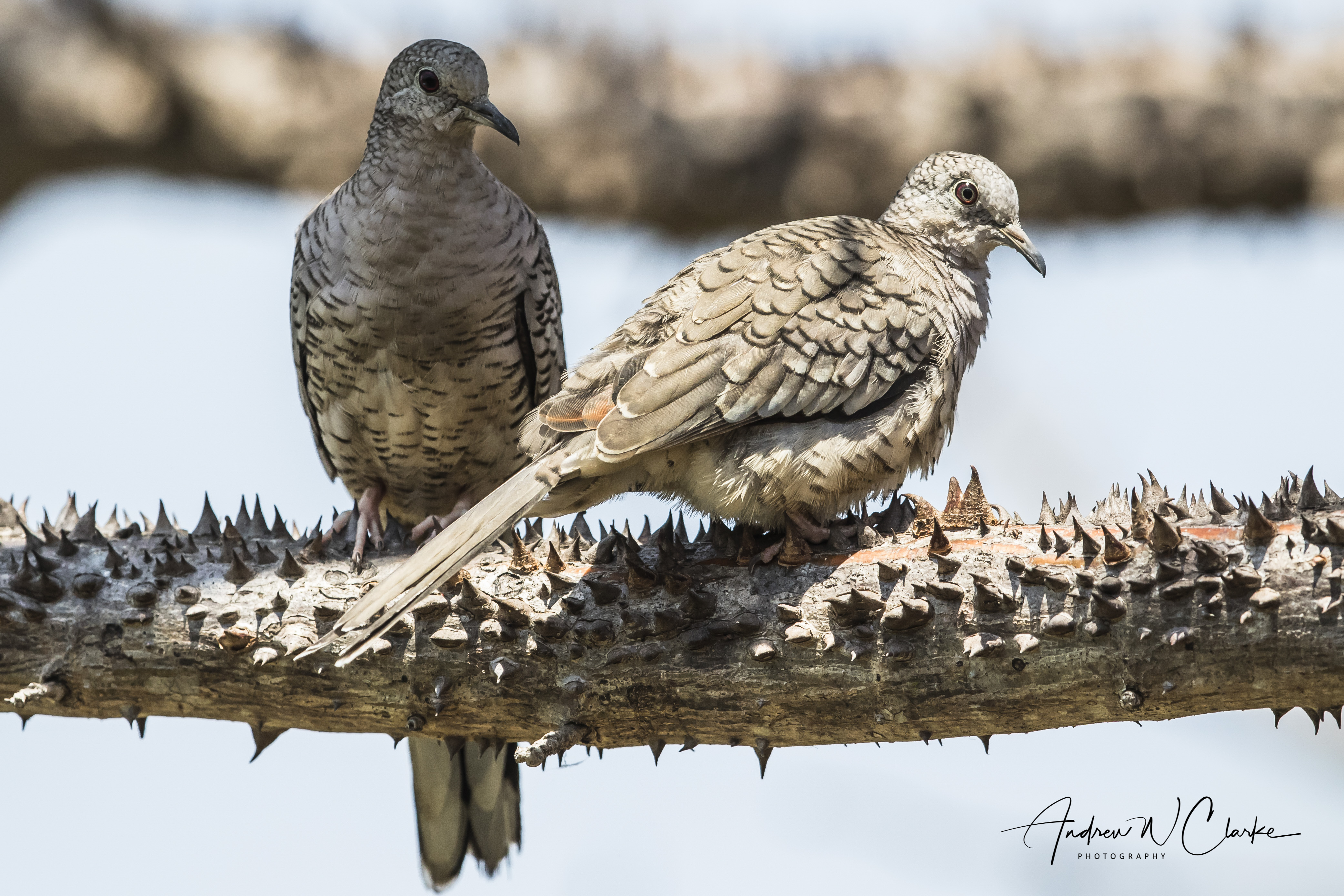 Inca Dove