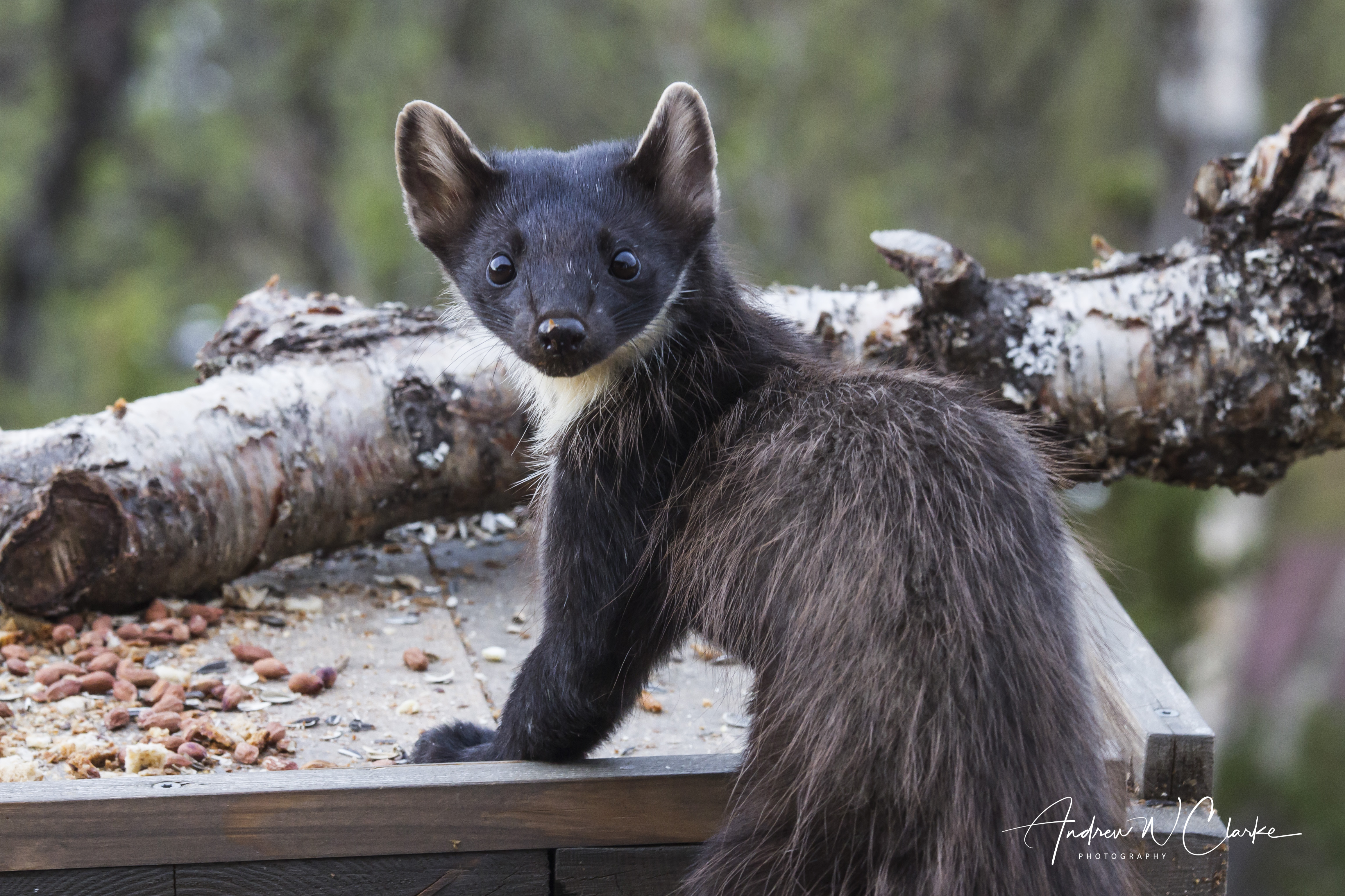 European Pine Martin