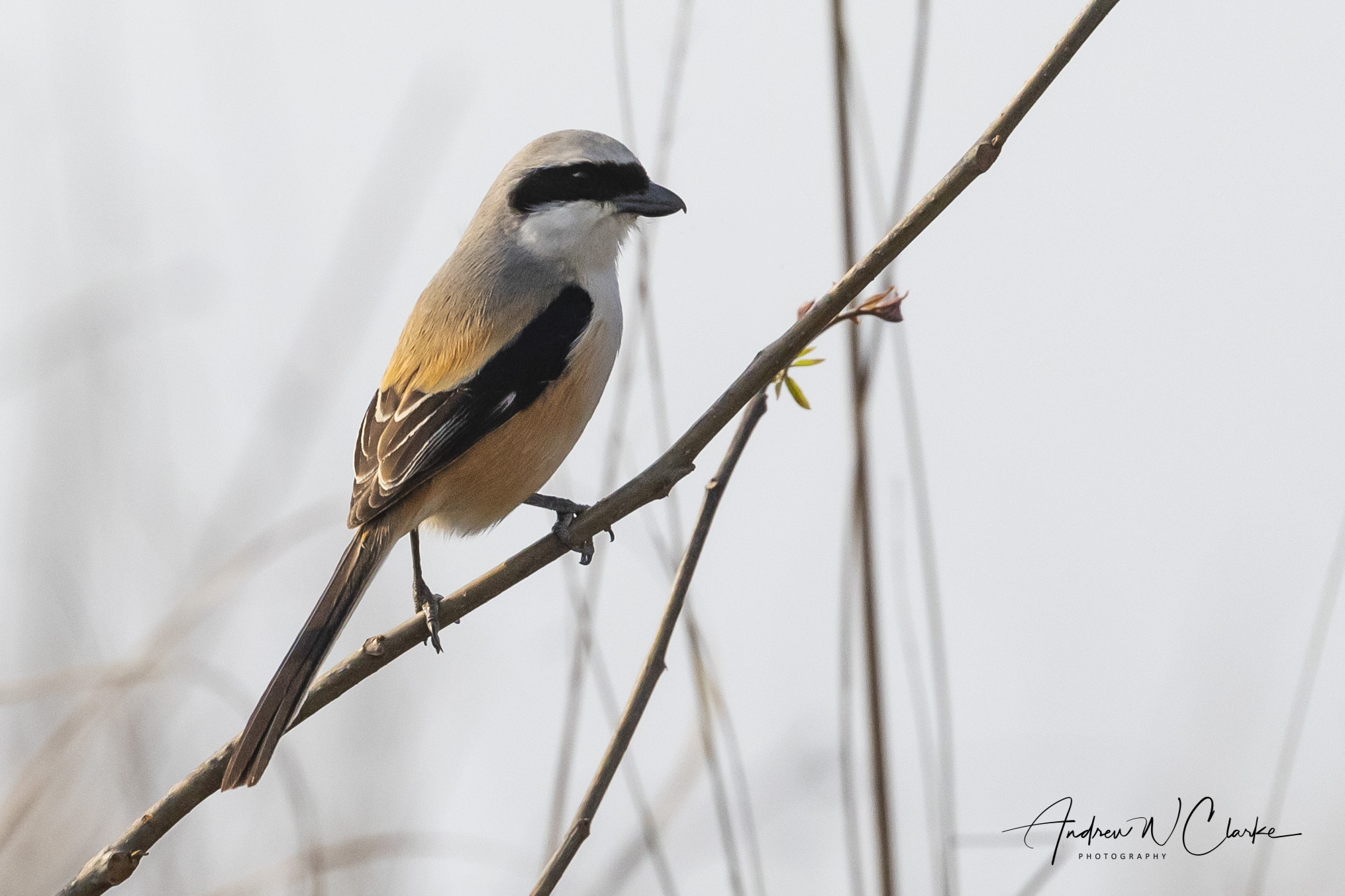 Long-tailed Shrike