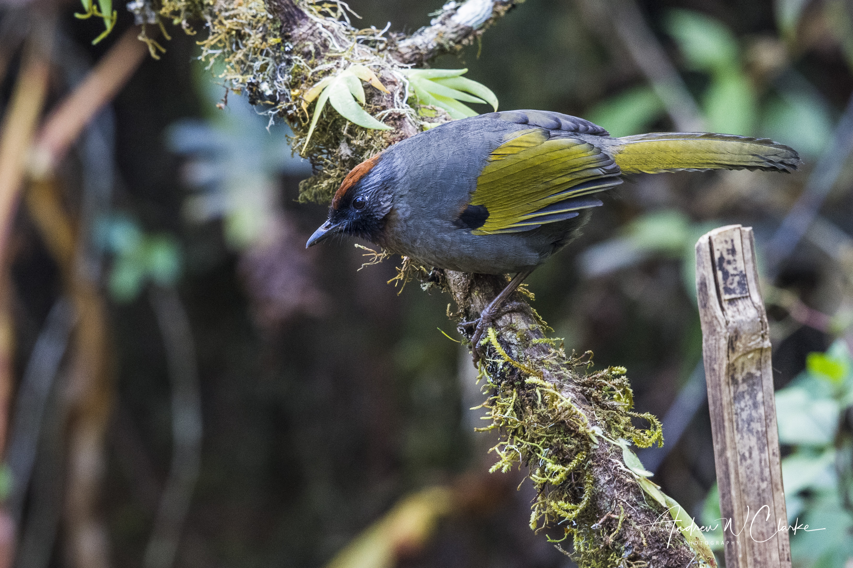 Silver-eared Laughingthrush