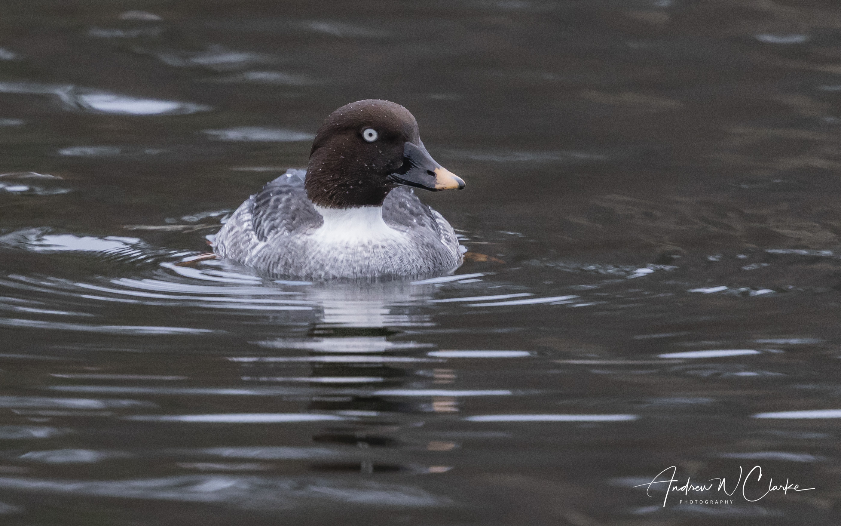Common Goldeneye / Kvinand