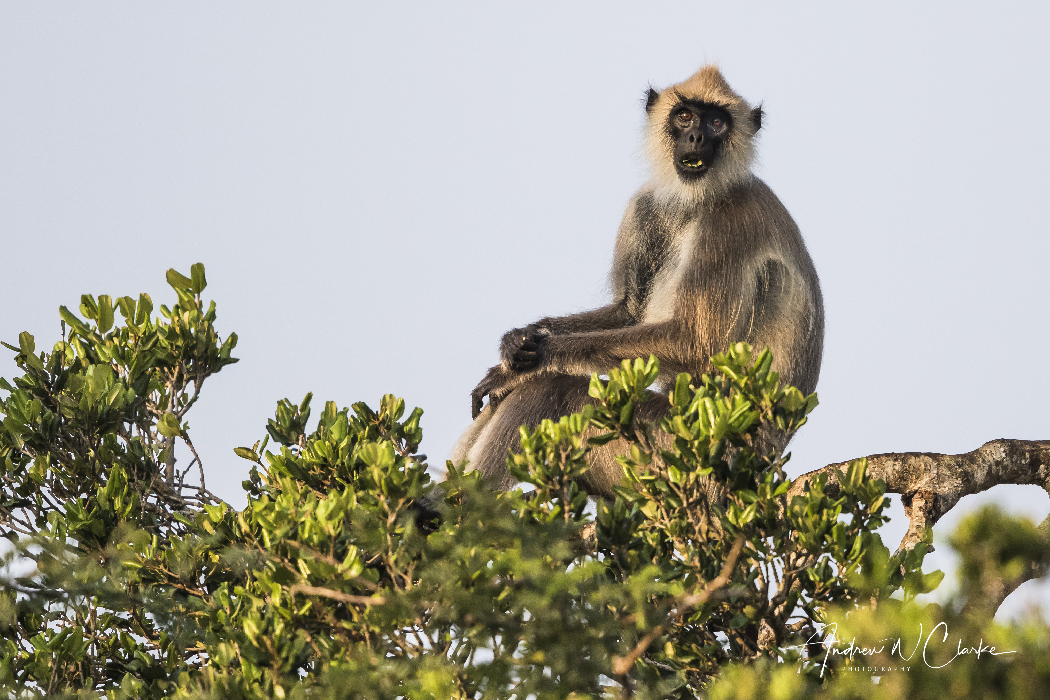 Grey Langur