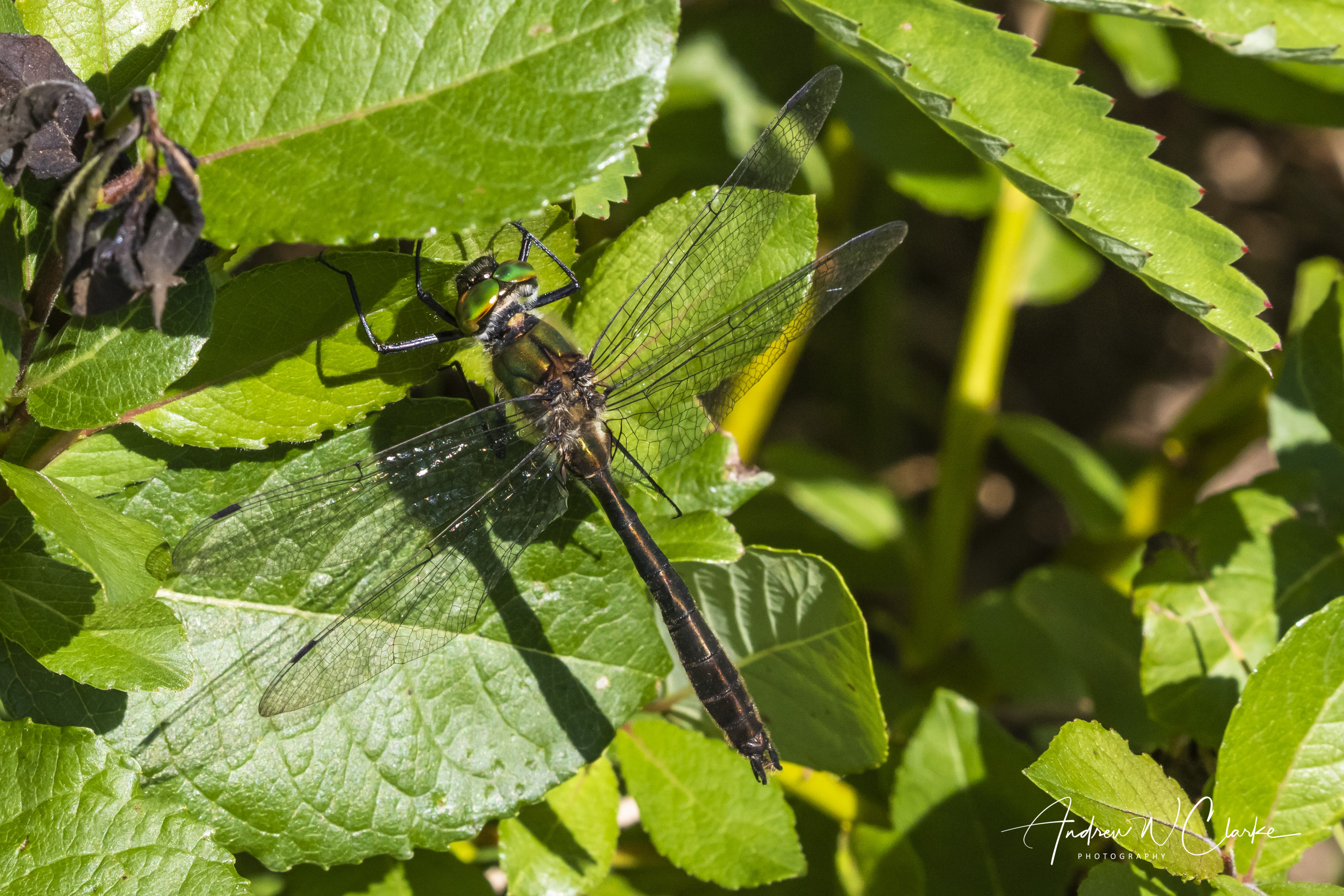 Downy Emerald