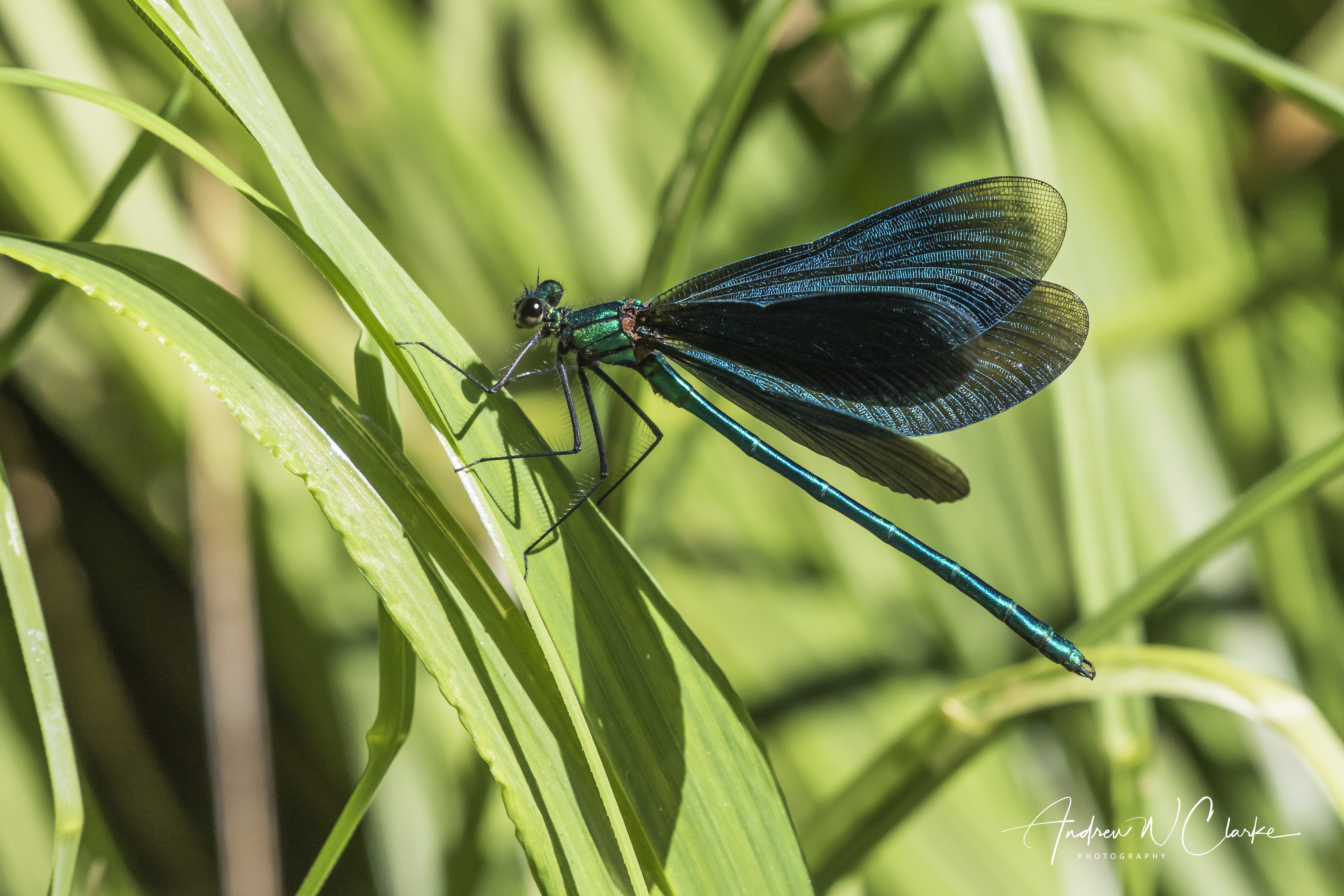 Beautiful Demoiselle