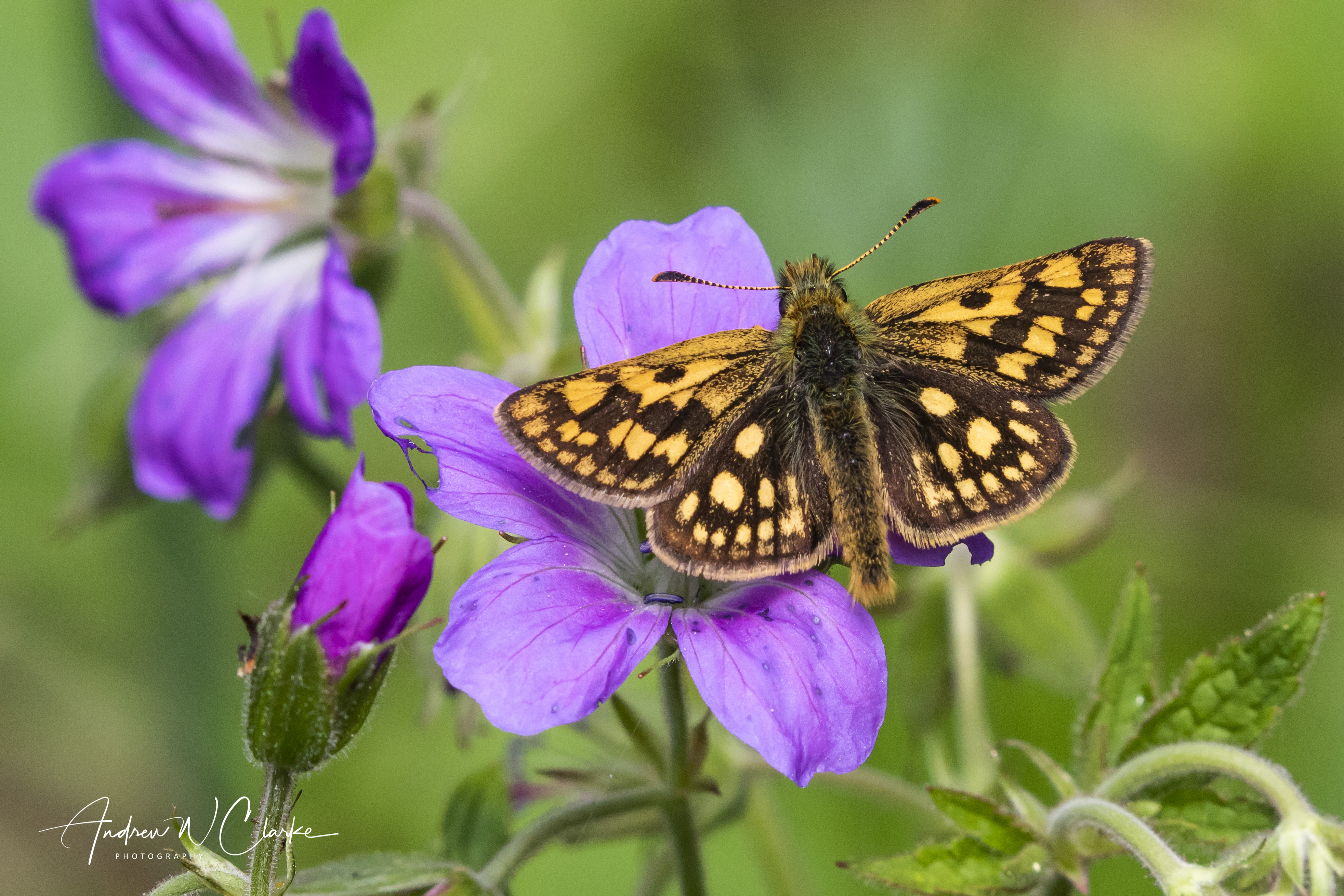 Chequered Skipper