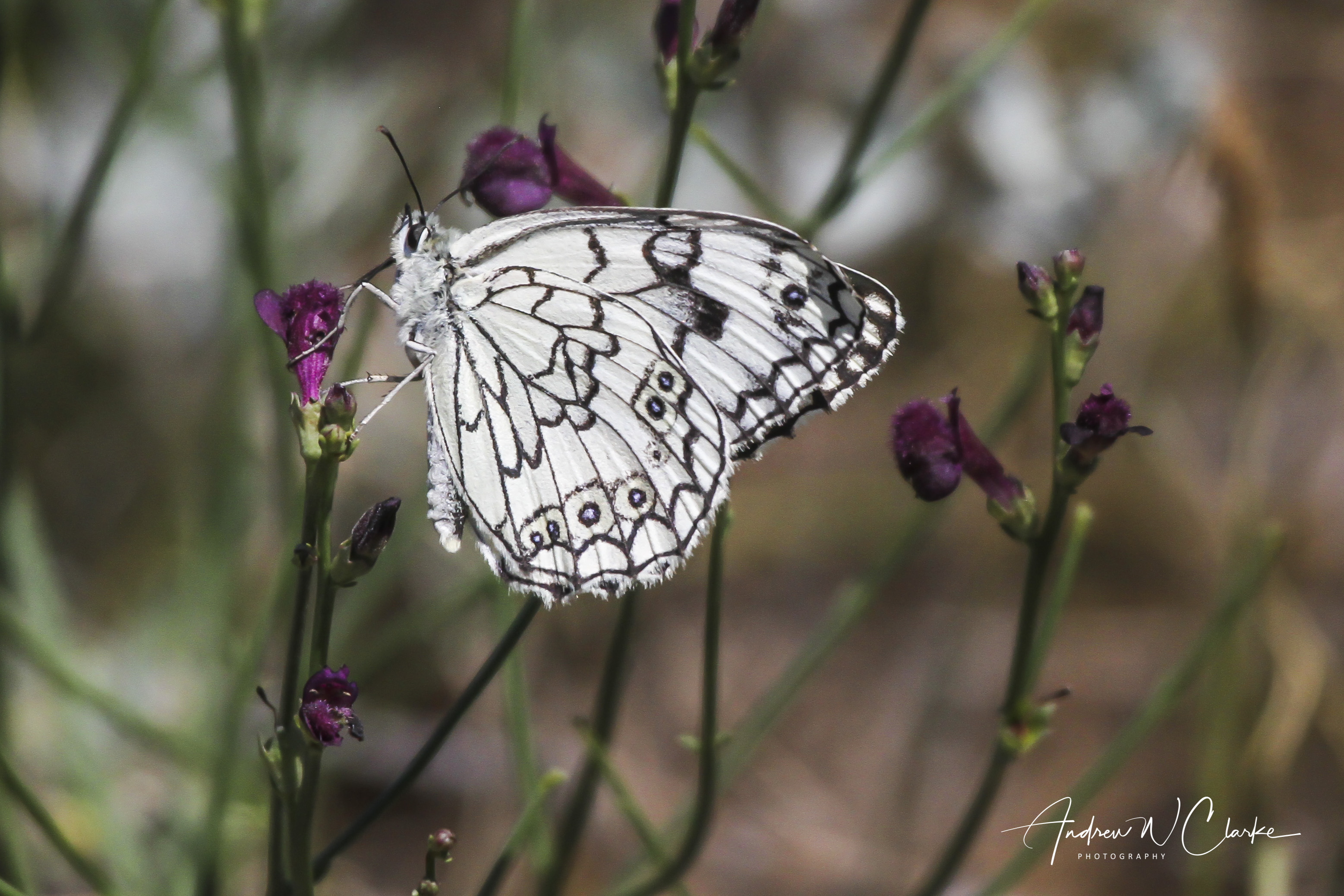 Esper's Marbled White