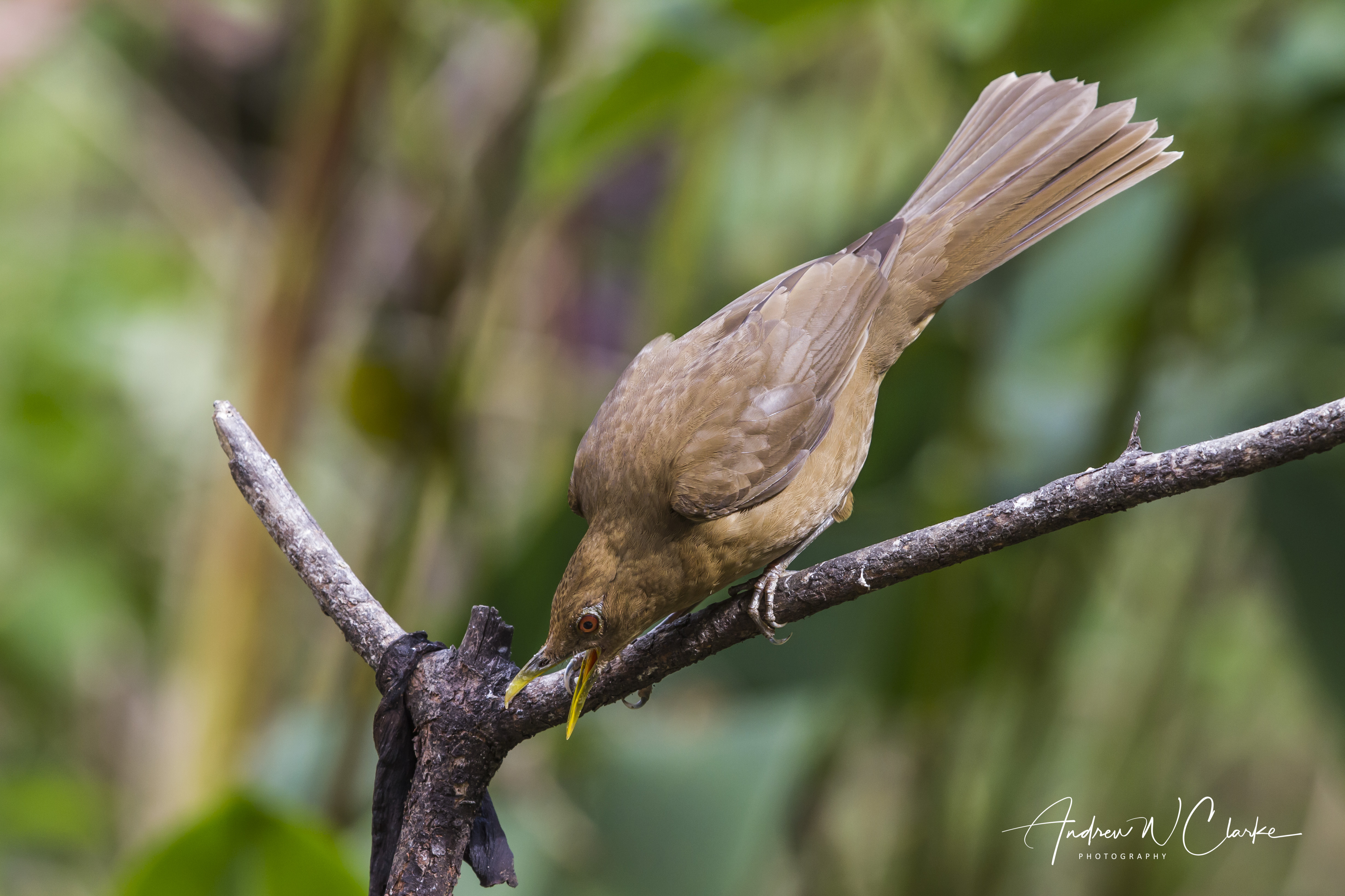 Clay-colored Thrush