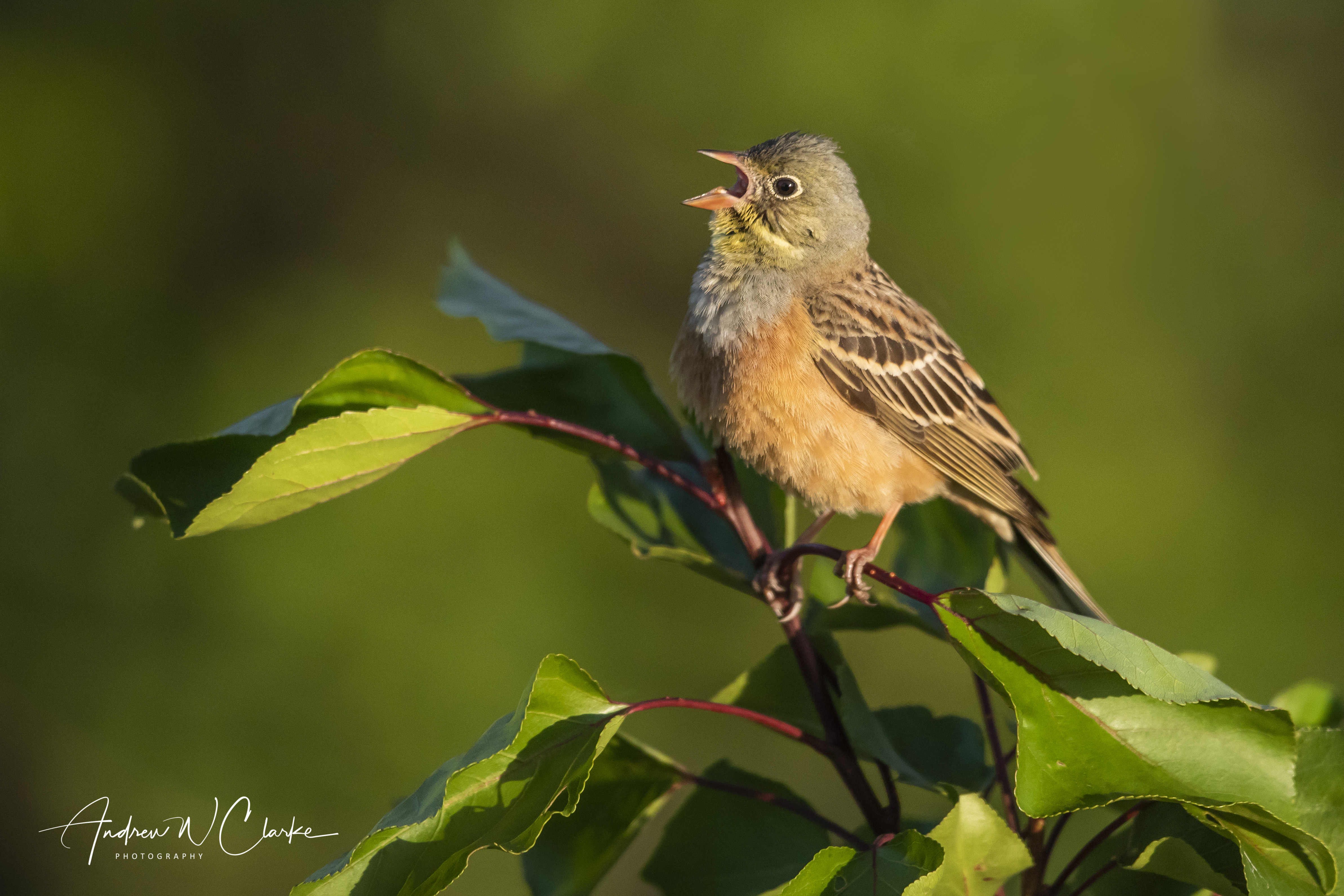 Ortolan Bunting
