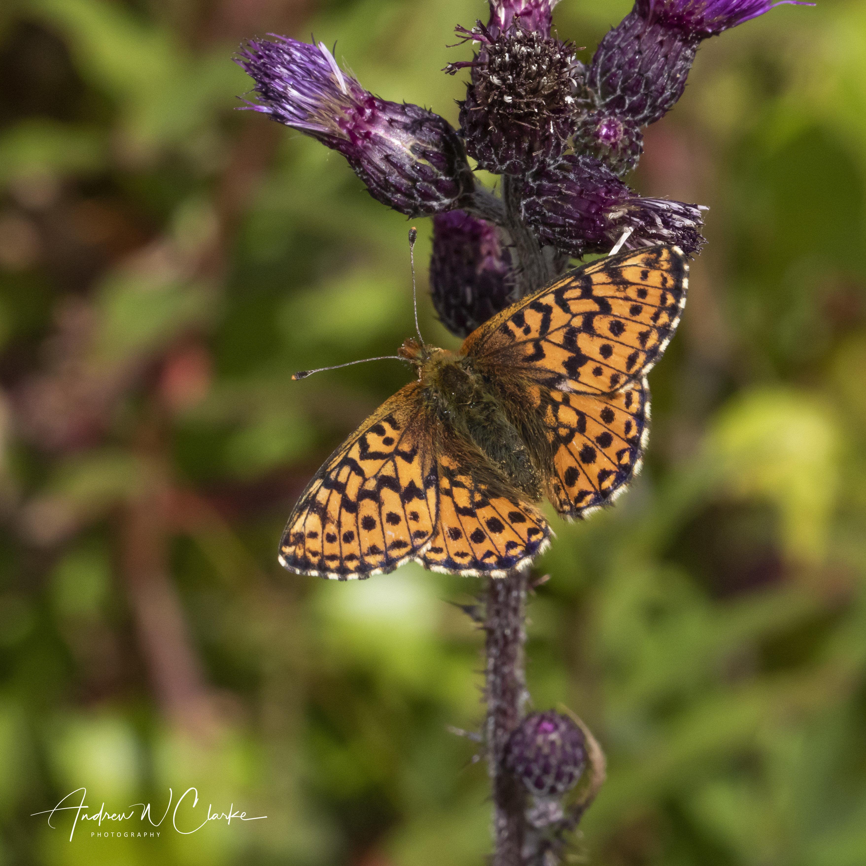 Cranberry Fritillary