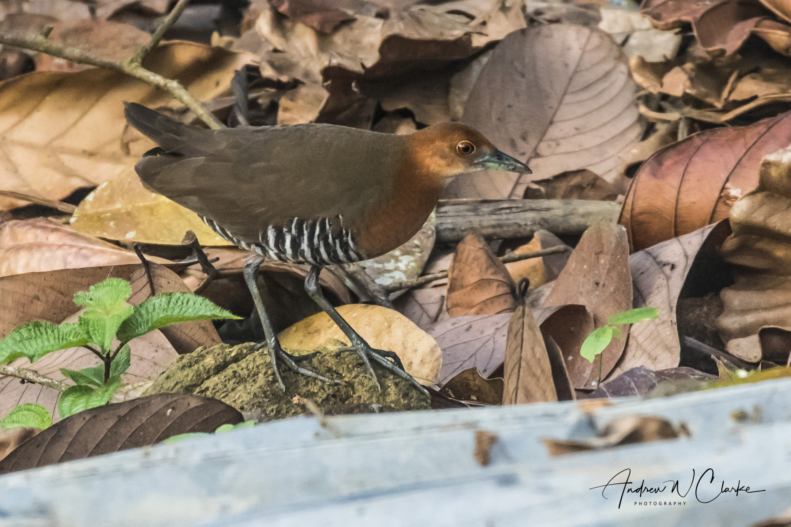 Slaty-legged Crake