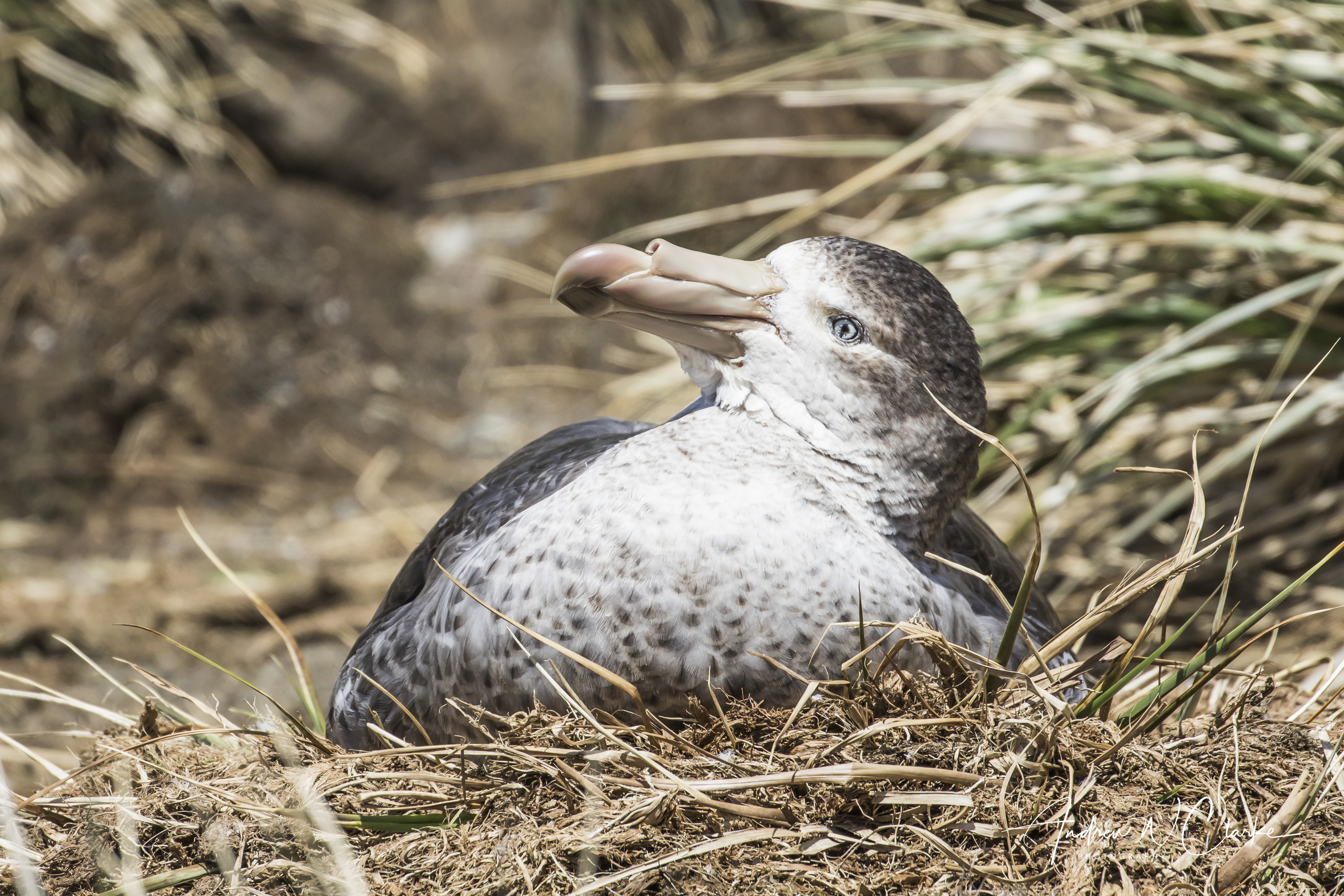 Northern Giant Petrel