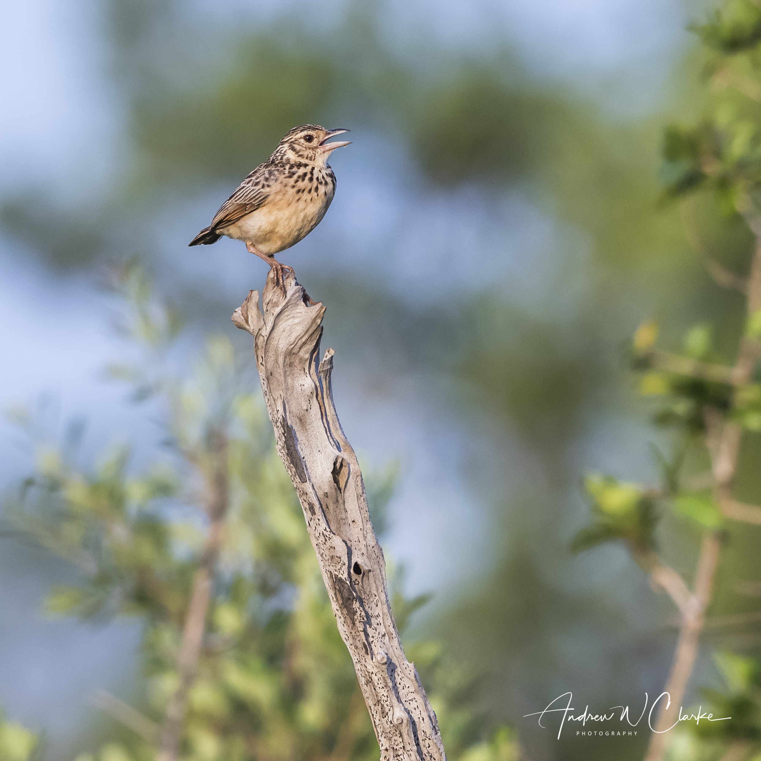 Jerdon's Bushlark