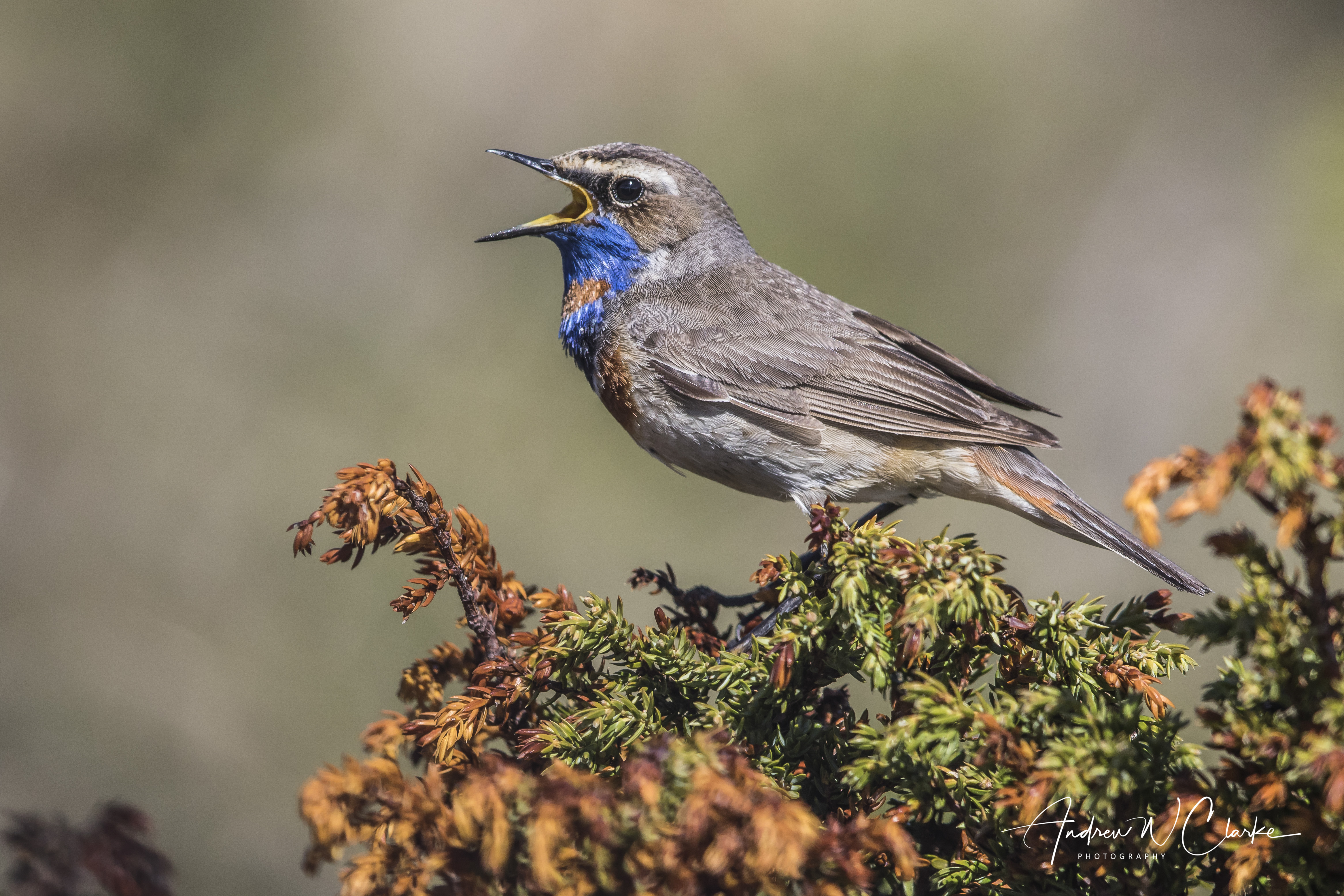 Bluethroat / Blåstrupe