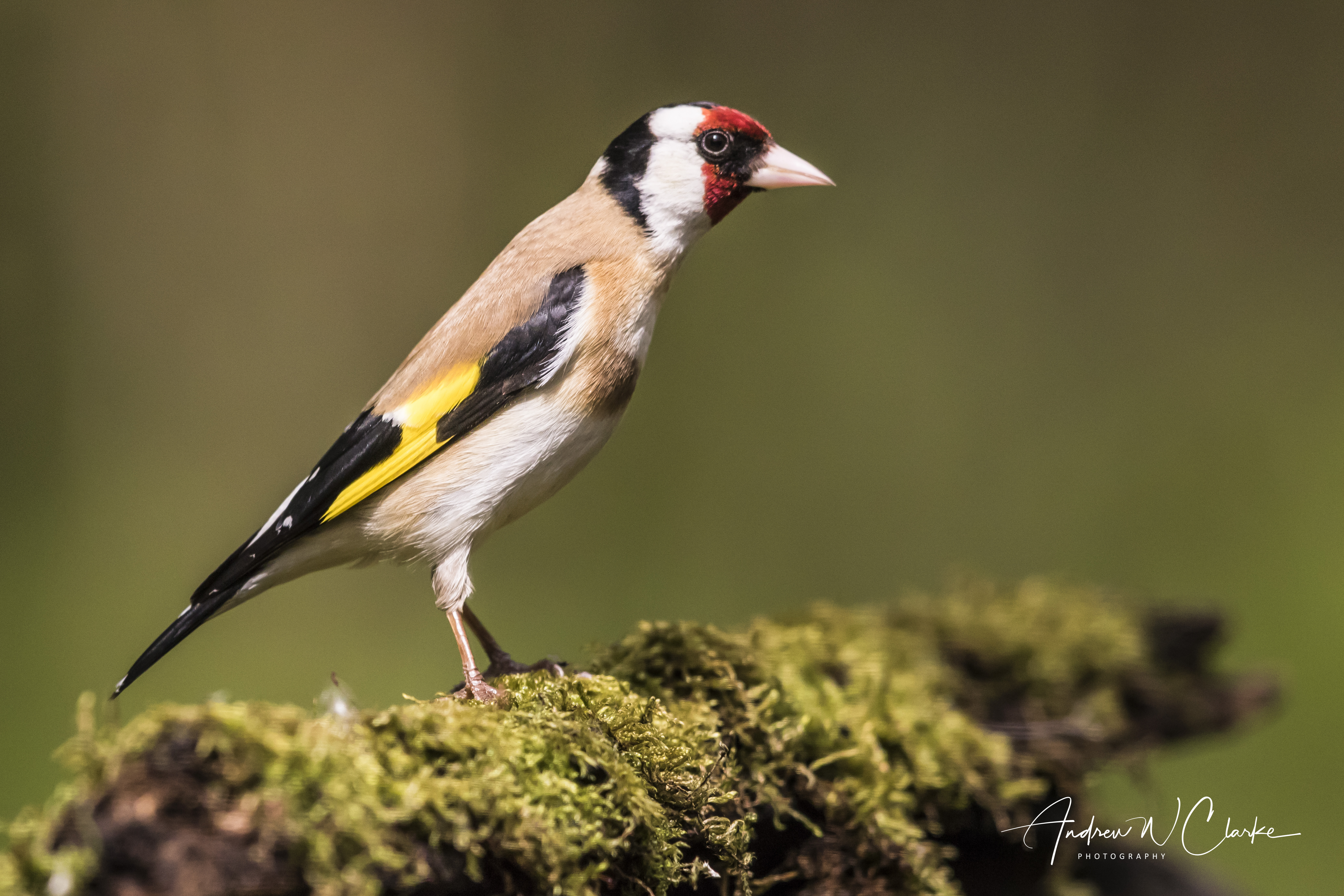 European Goldfinch