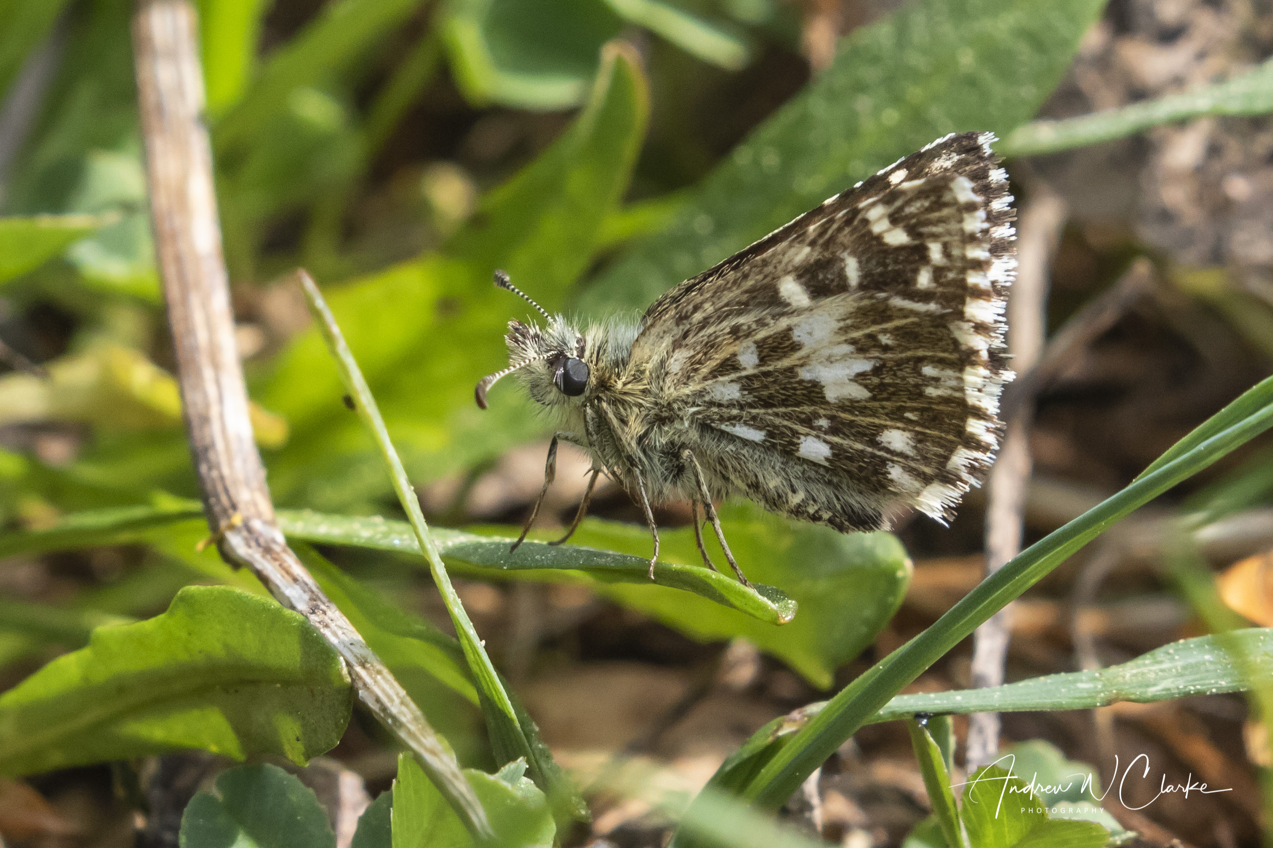 Grizzled Skipper