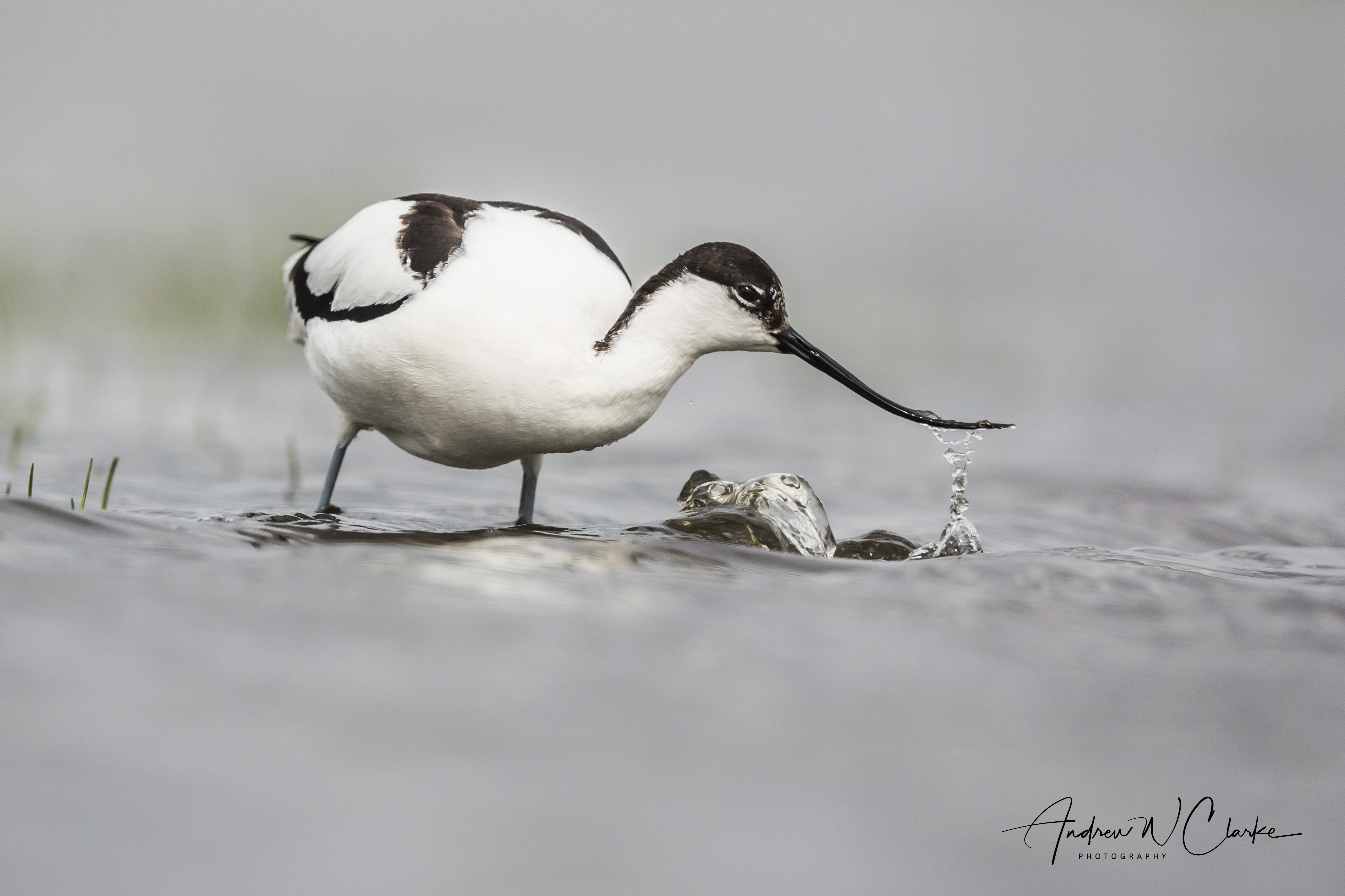 Pied Avocet