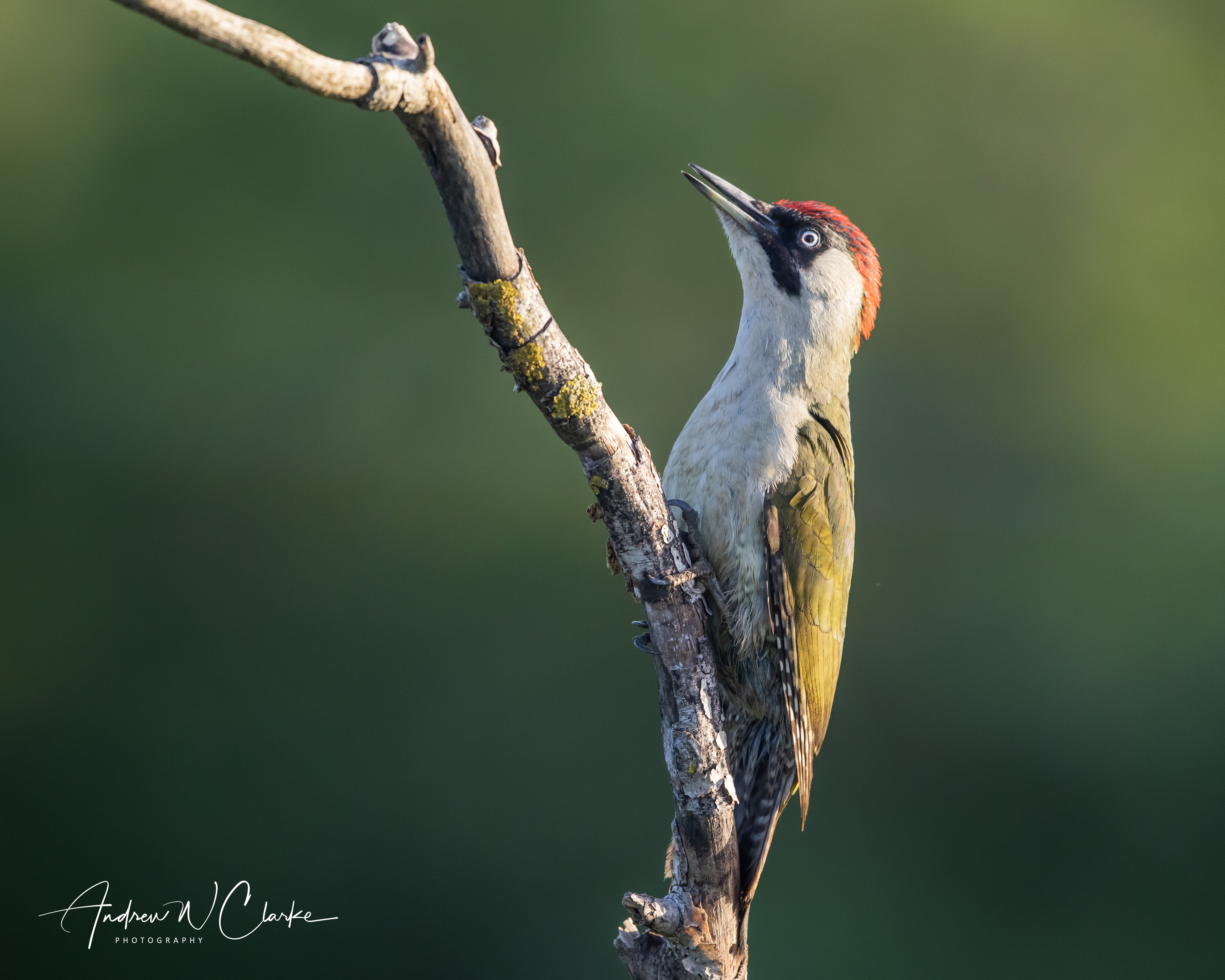Eurasian Green Woodpecker
