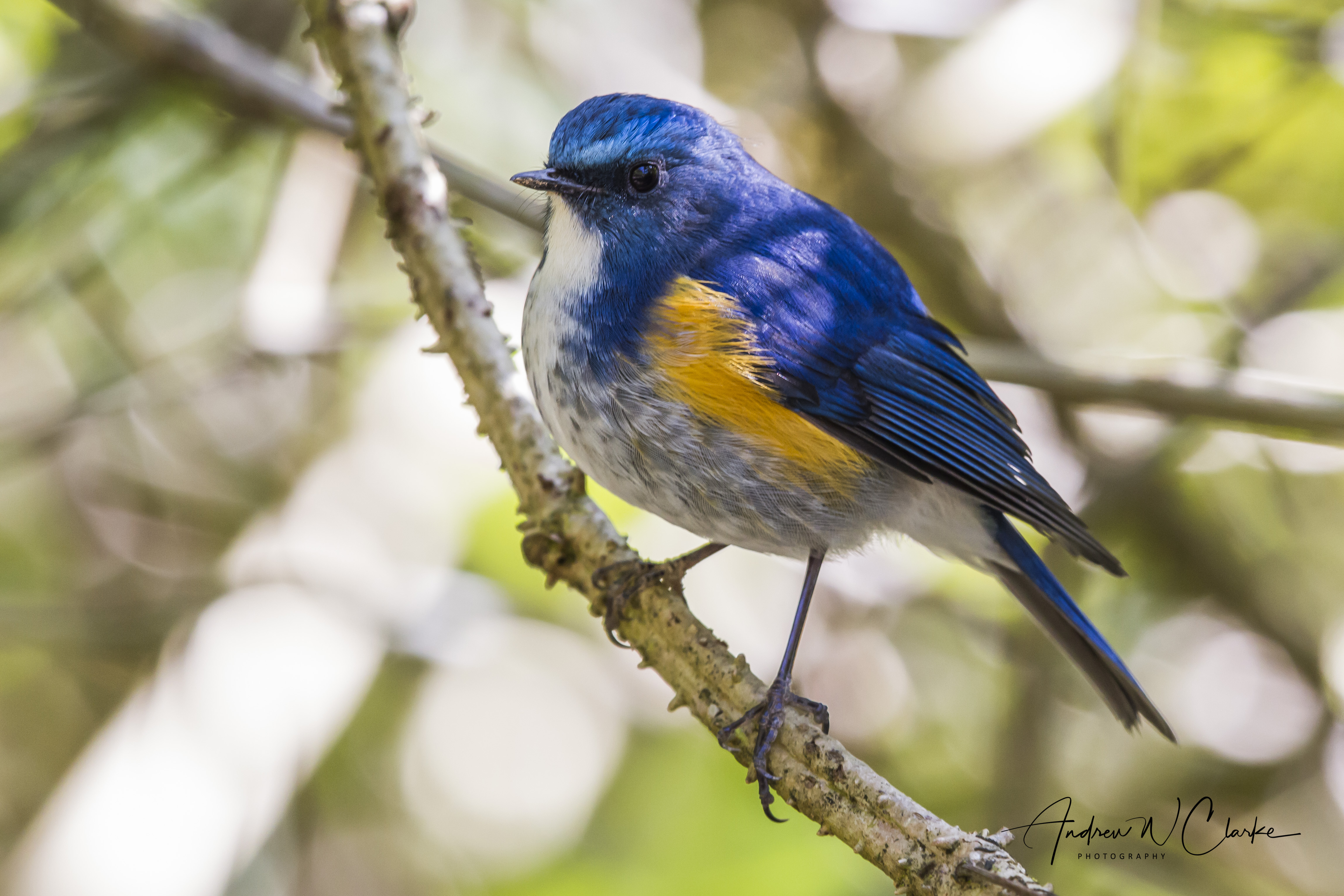 Himalayan Bluetail