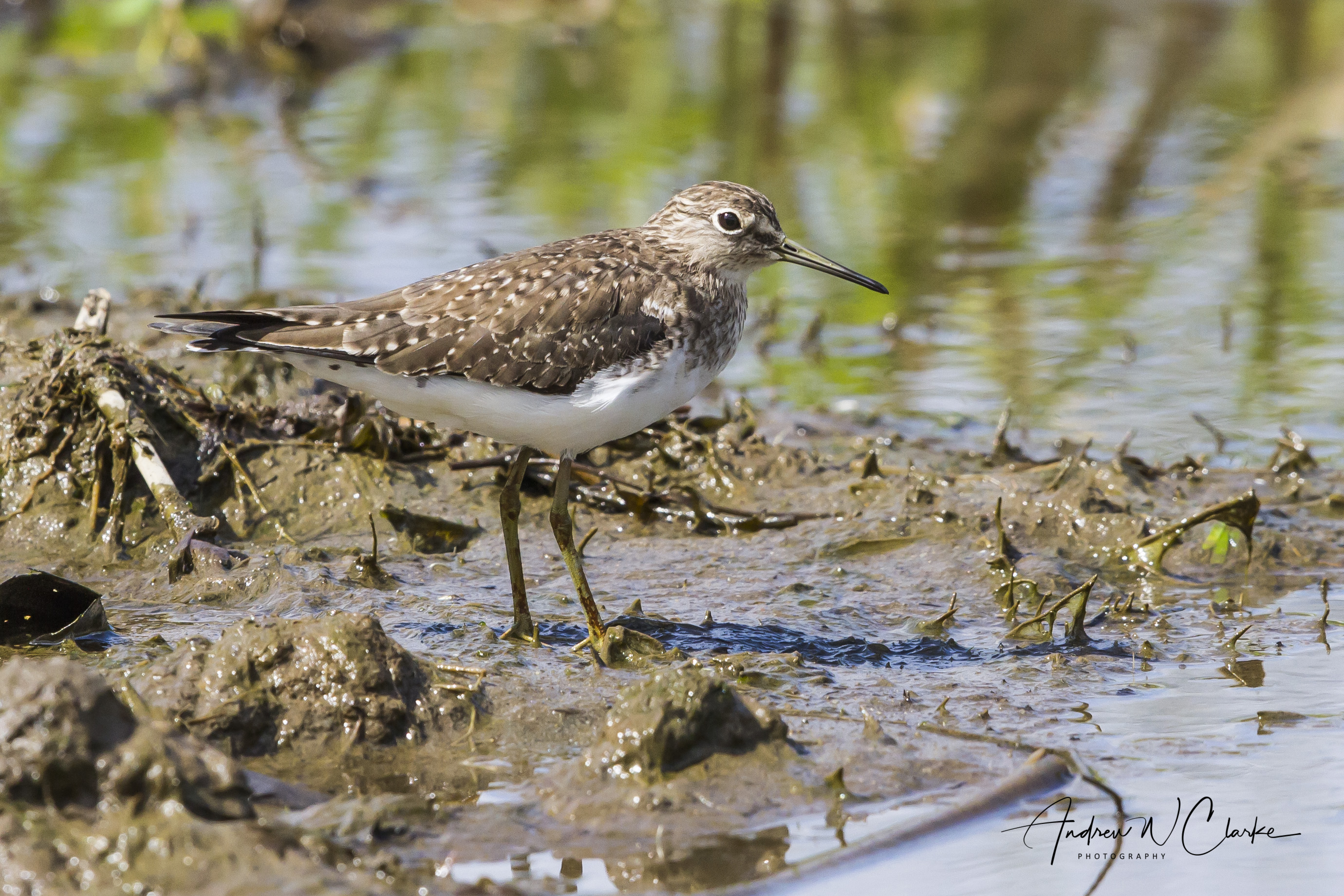 Solitary Sandpiper