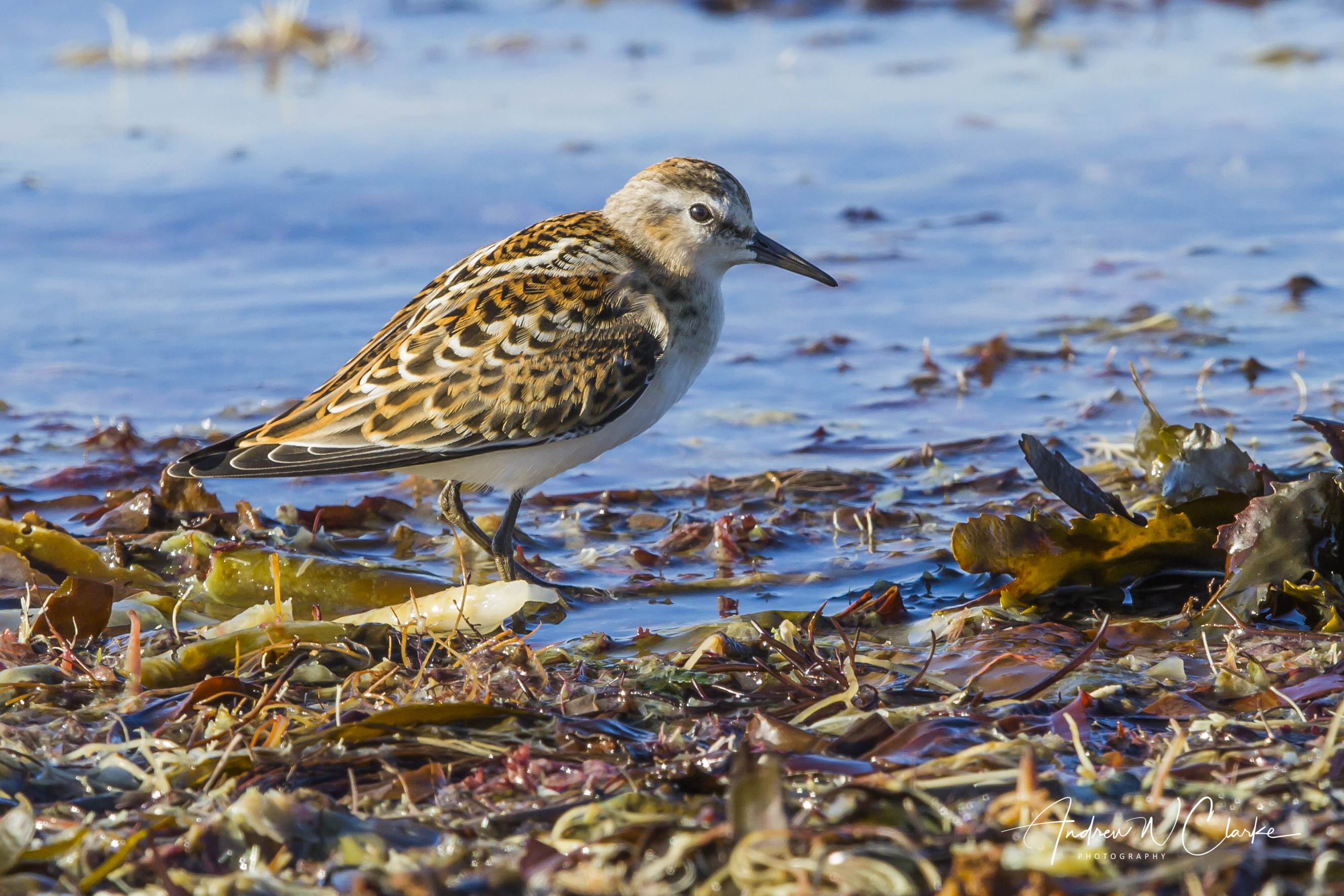 Little Stint / Dvergsnipe