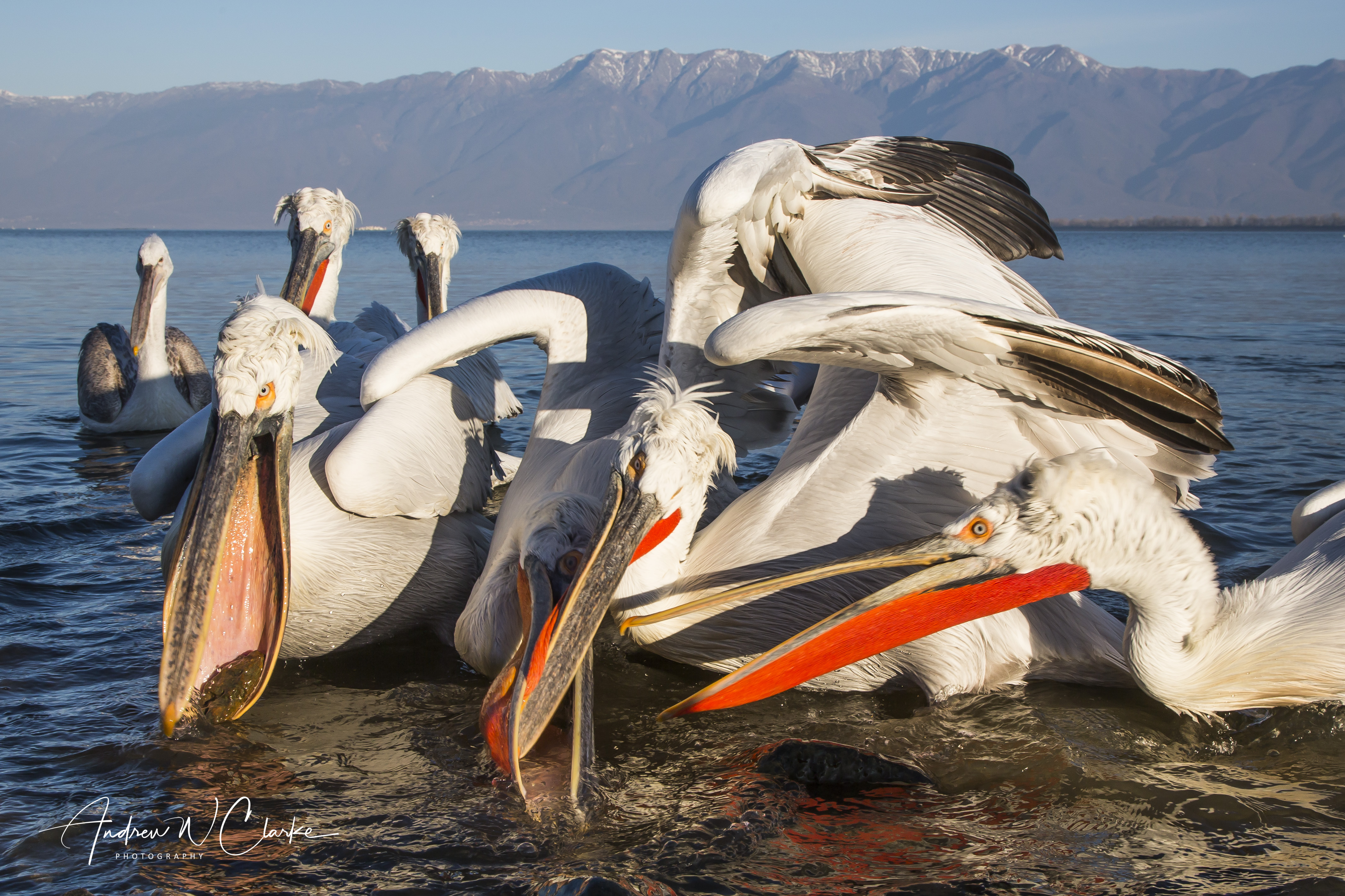 Dalmatian Pelican