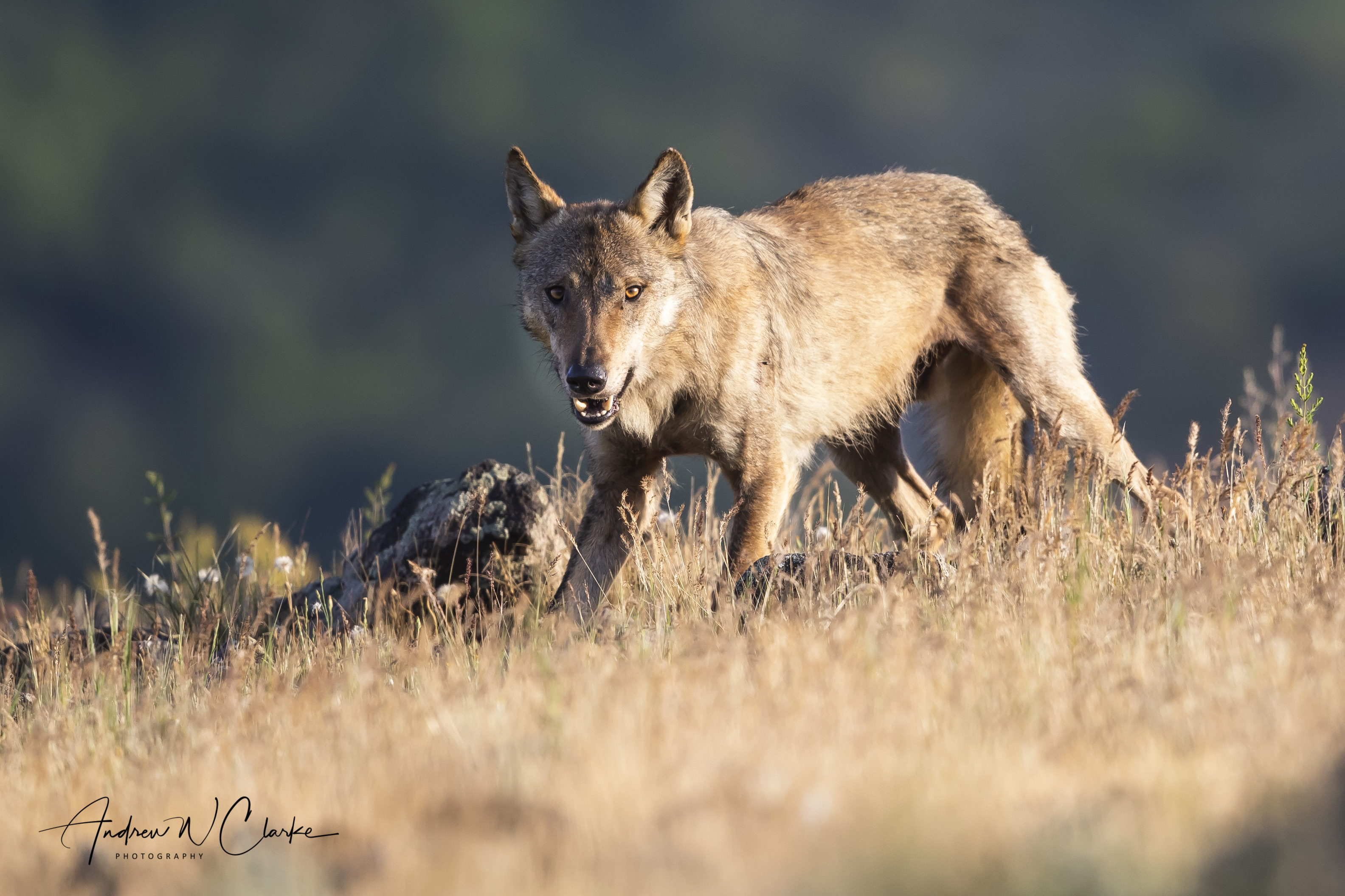 Gray Wolf