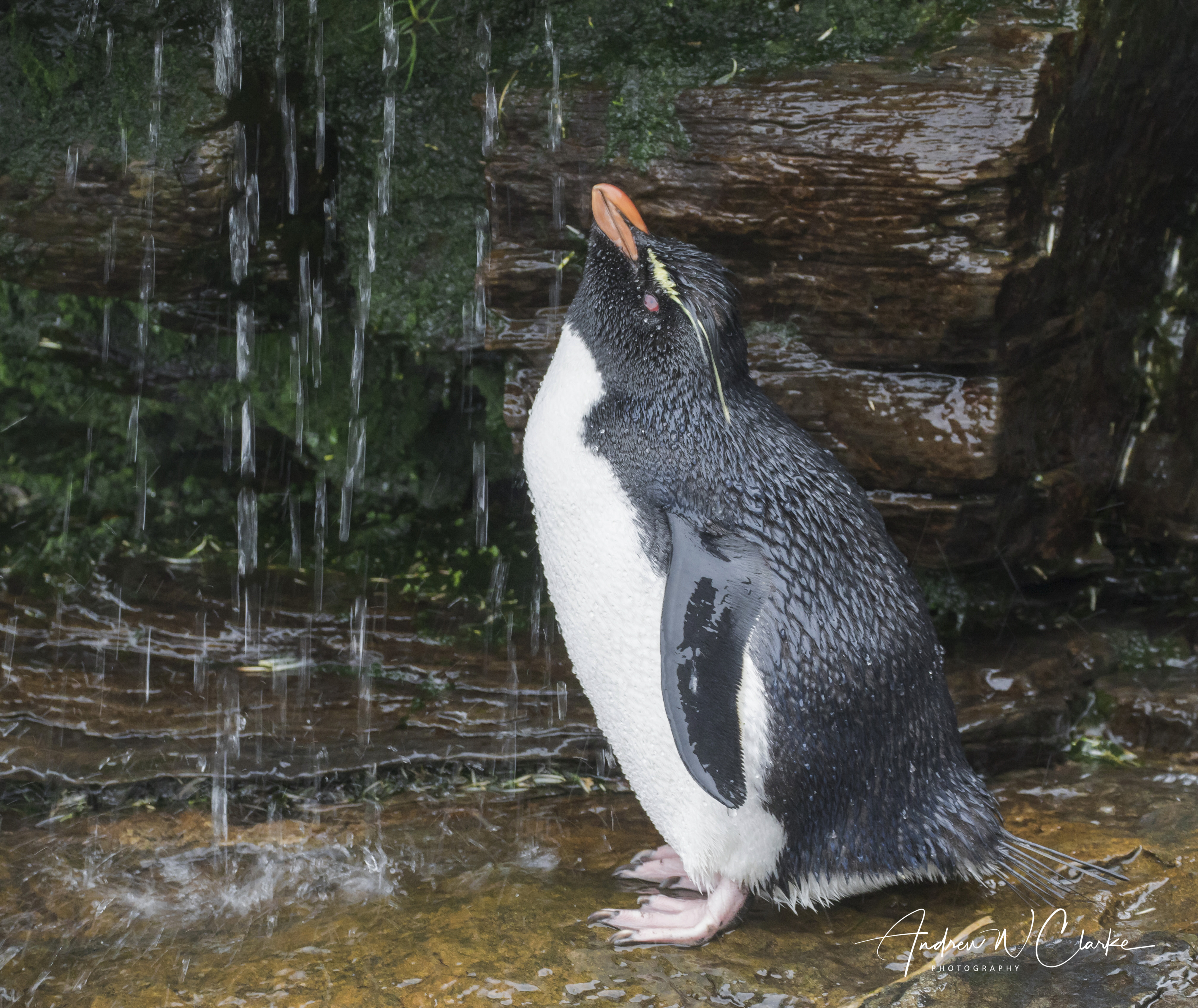 Southern Rockhopper Penguin